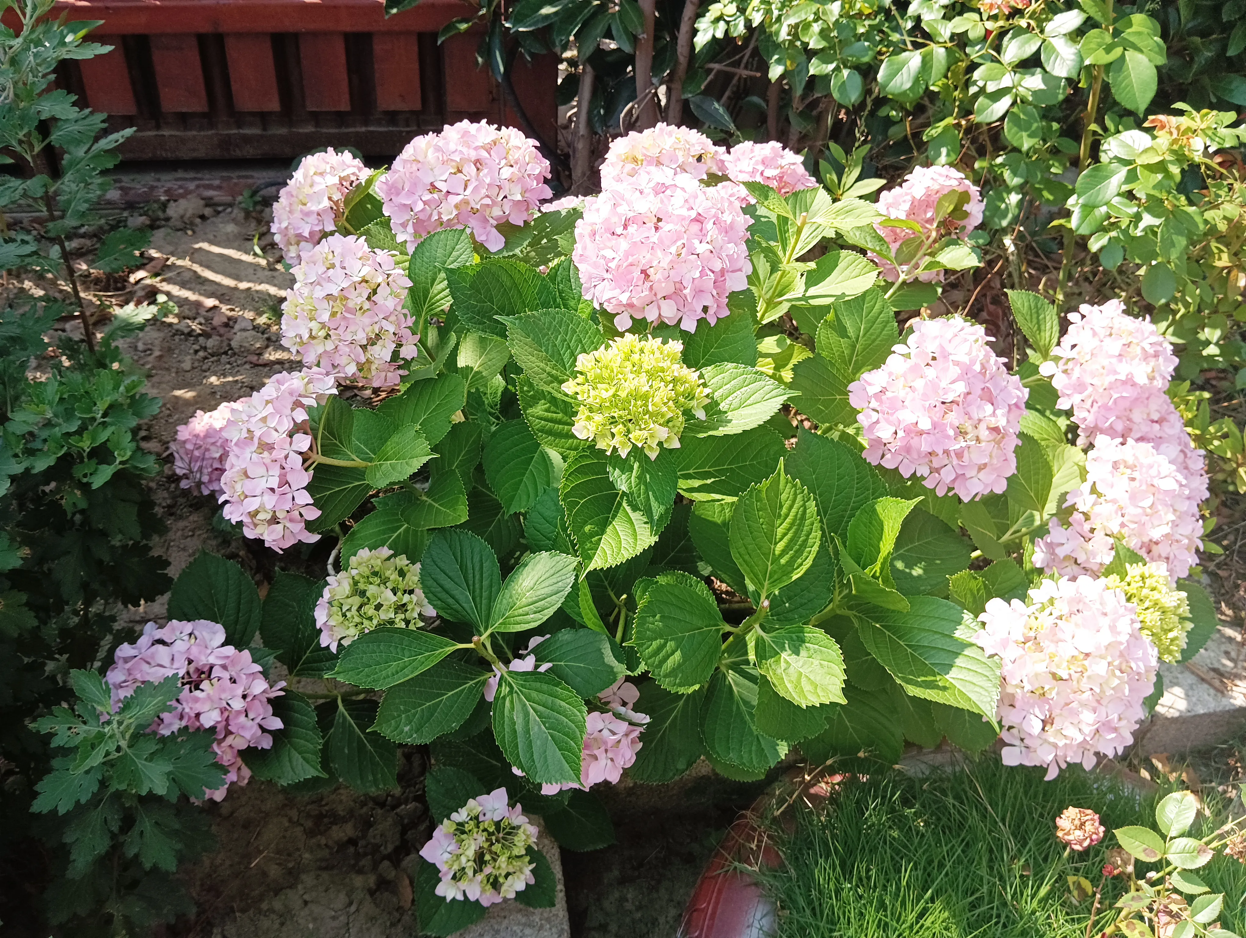 小区里的绣球花 烟花 科普一下 绣球花 晚春 夏日开花 像绣球 有多种颜色 又名木绣球 八仙花 紫阳花 绣球荚蒾 花型