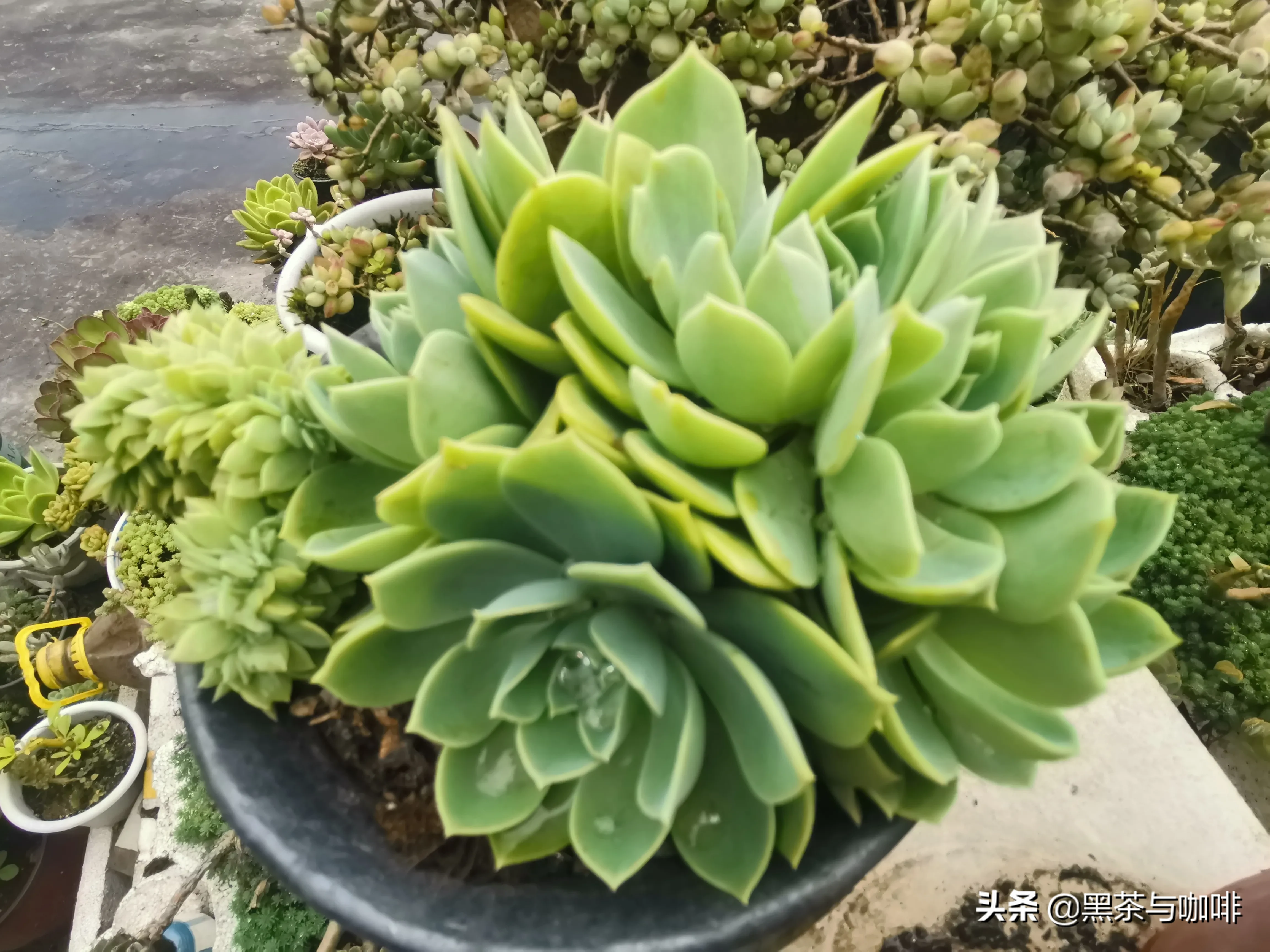 就浅过一下夏天吧 夏日出行记录 多肉植物 三色堇三色堇是景天科拟石莲属的多肉植物 三色堇整株都有一层很薄的白霜 一般 天天看点