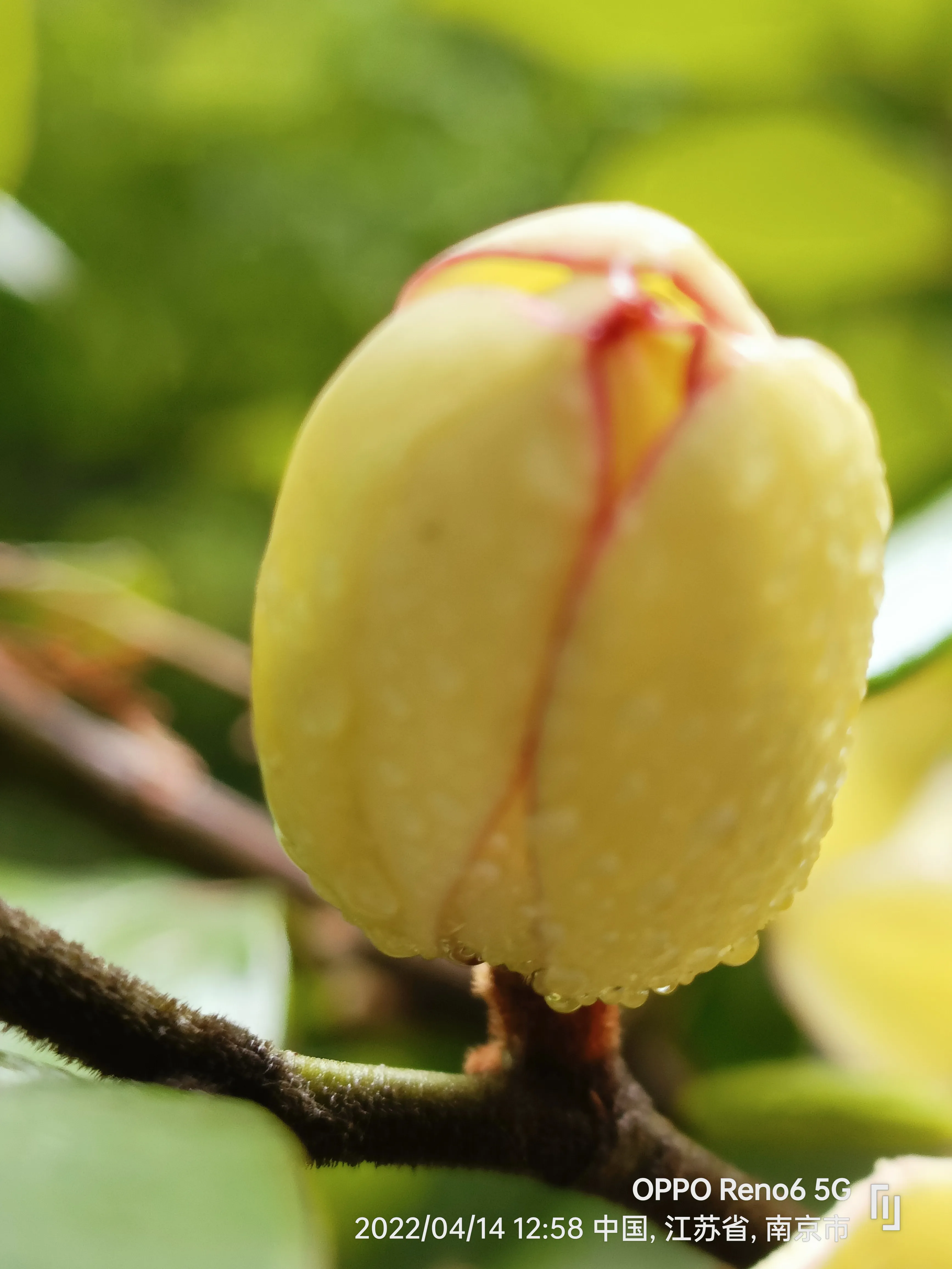 原創詩詞 情感美文 自由體詩 一颦一笑總是味春天的故事第二季 八十六 三詠含笑花馨香若蘭含笑梅 誰家嬌妹 清麗妩媚