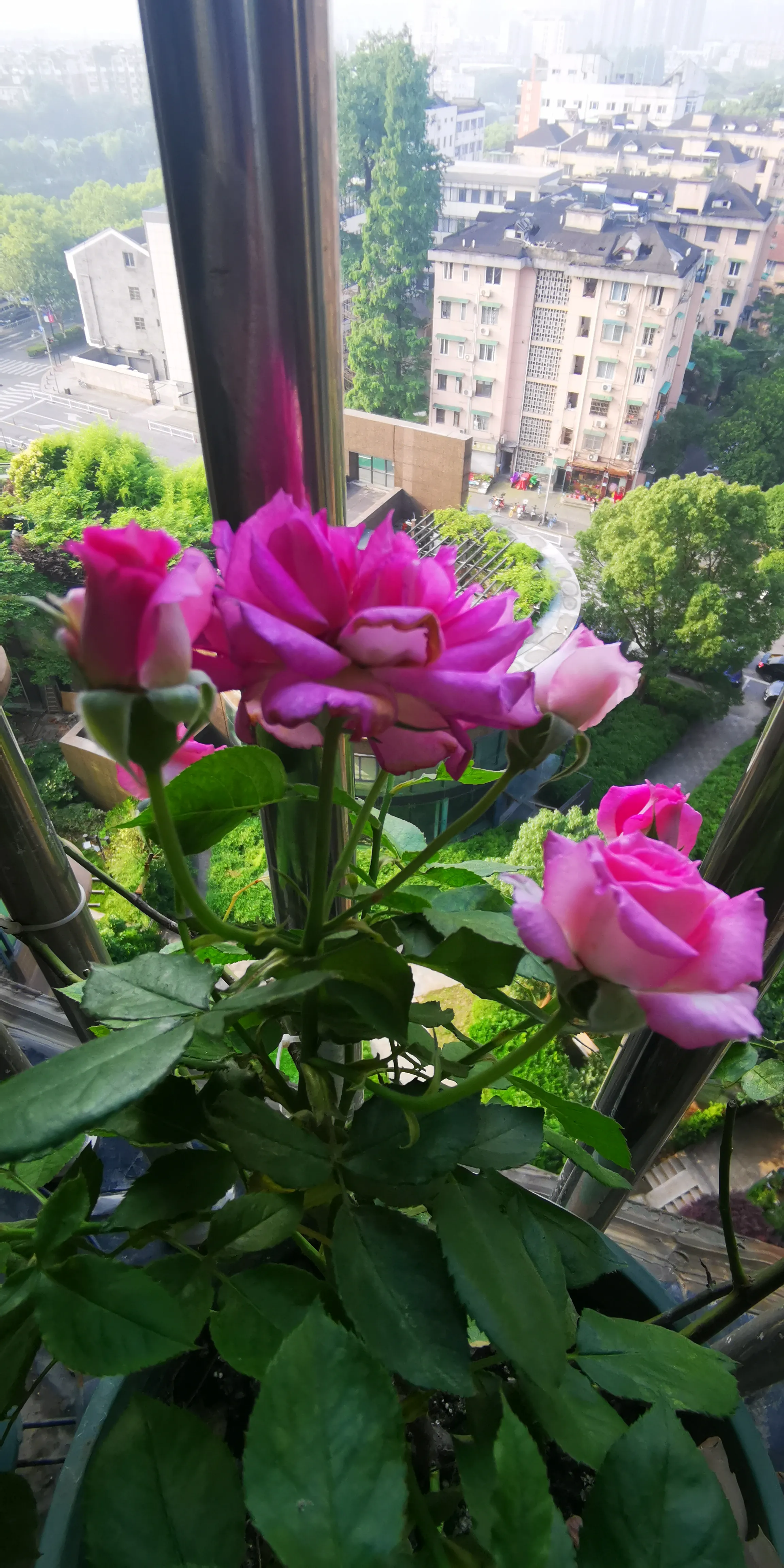 熟悉的暗香襲來 原來是遲到的白蘭花來了 偷笑 還引來了一隻蜘了 圖九 圖六的蘭花 忍不住要誇一下 響應号召 太會生了