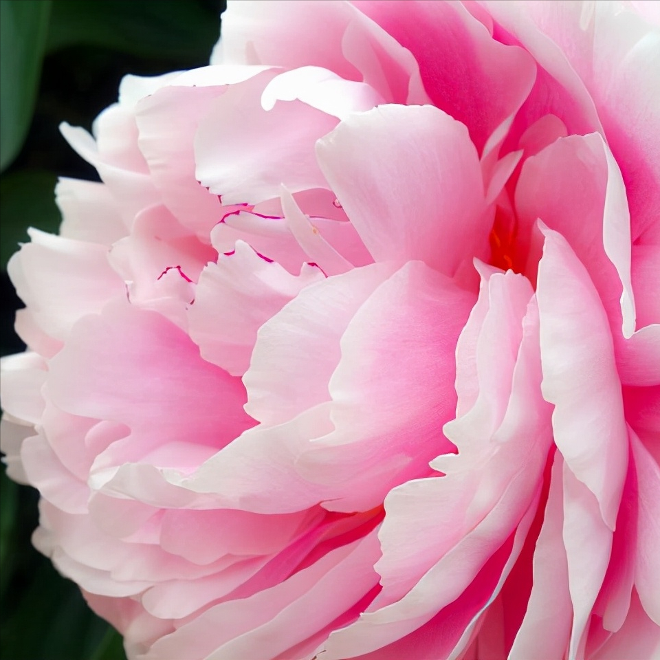 牡丹花真好看了 让人看得心旷神怡 你能分辨牡丹和芍药吗 牡丹 花之富贵者也庭前芍药妖无格 池上芙蓉净少情 唯有牡丹真国色