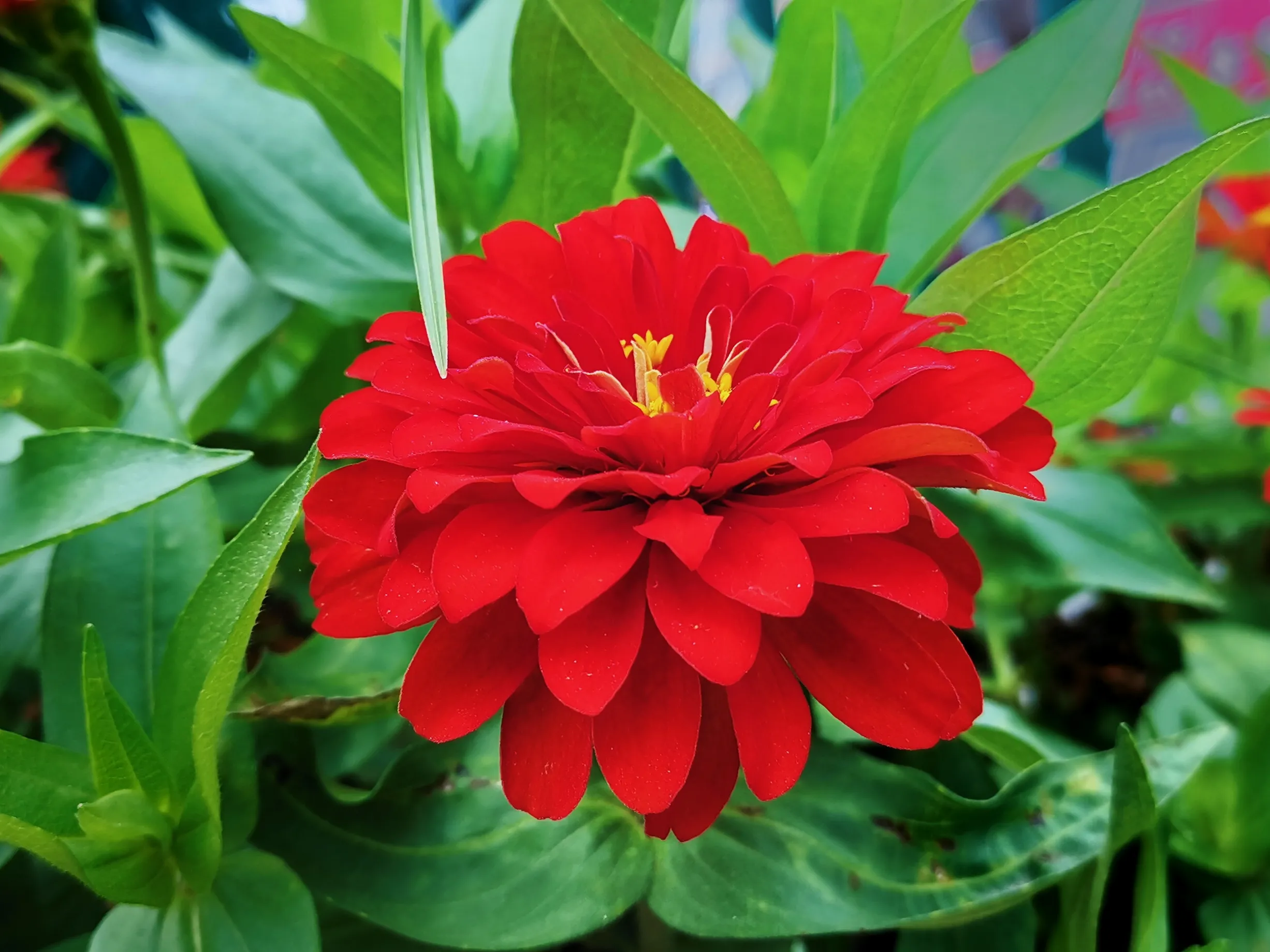 头条花卉照片集 百日菊 二 是菊科中的美花 俗称百日草 也称步步高 百日菊花期较长 每年六到九月开花 常见绿化和观赏