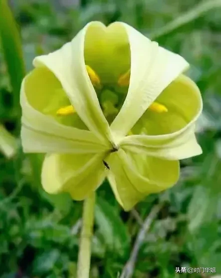 尖被百合 最美高山花卉 如古典华丽的提灯 形似灯笼染青黄娇媚剔透羞蕊藏倩姿仙韵高山秀芳卉之冠凝暗香尖被百合的花语 百年 天天看点