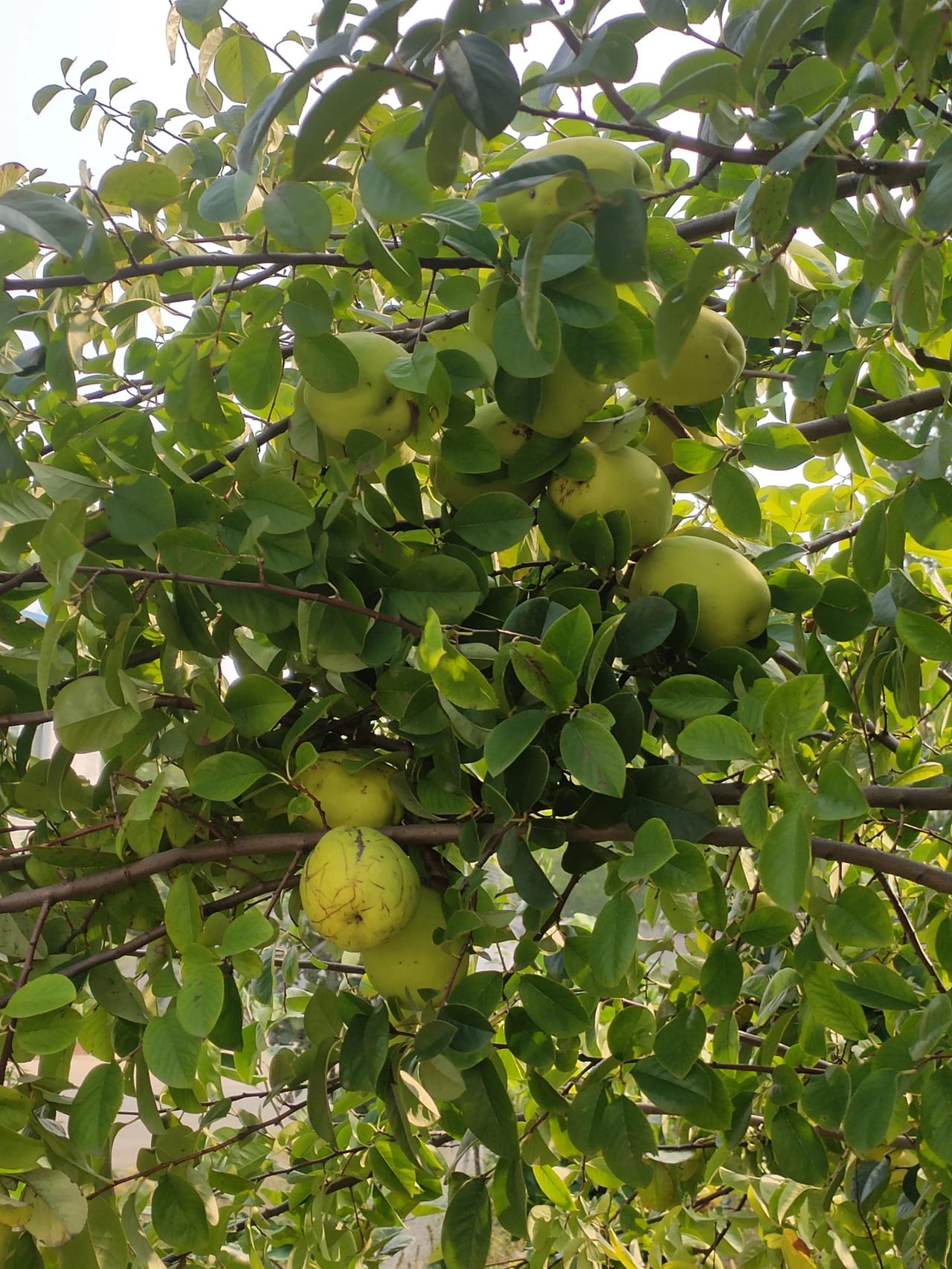 闻香木瓜成熟了很多都落地下了有知道这个东西的作用吗或者有什么价值