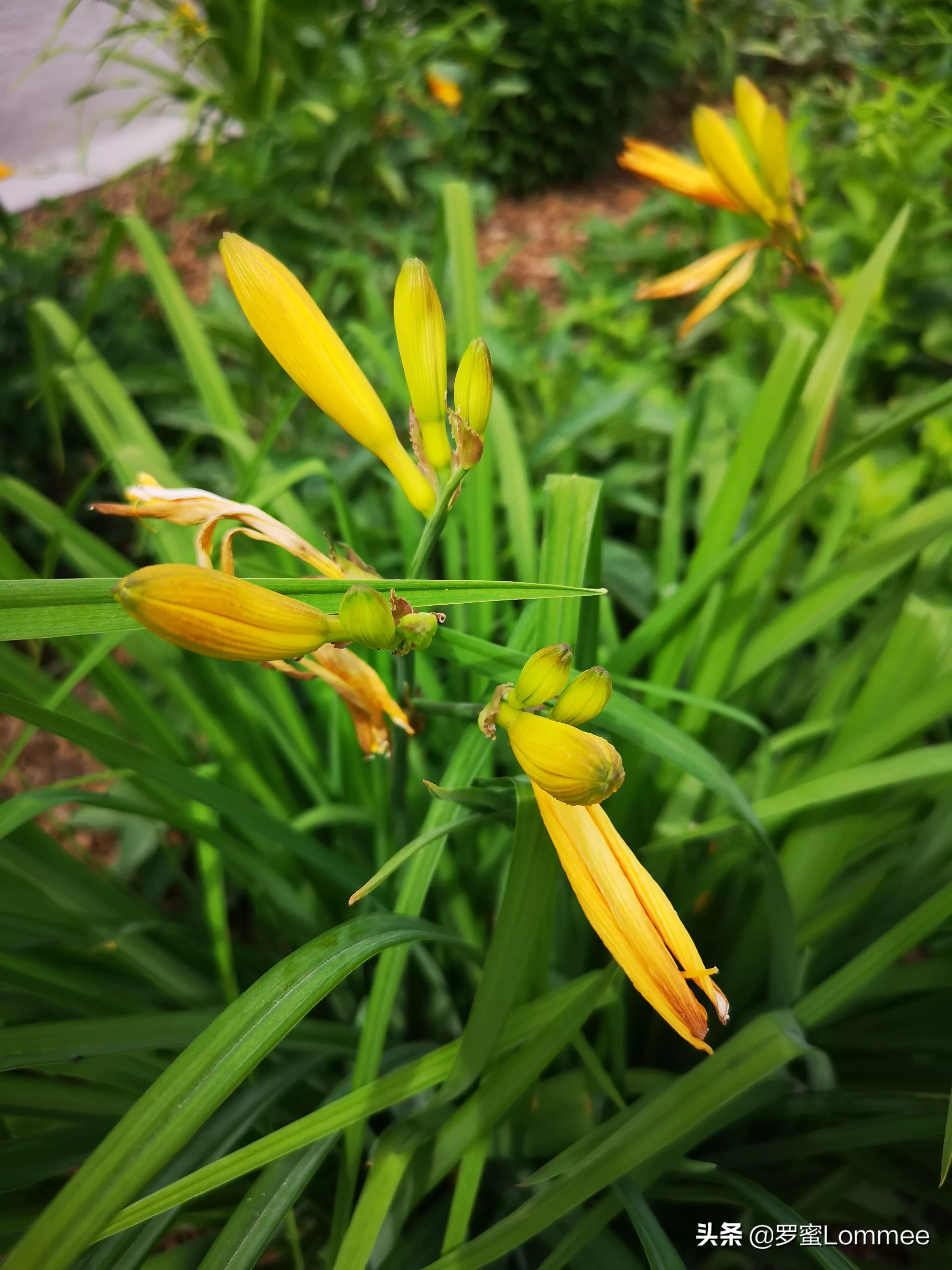 母亲草 萱草 百合科萱草属多年生宿根草本植物 萱草与黄花菜与黄花菜是 近亲 但不能食用 秋水仙碱含量极高 即使经过高温