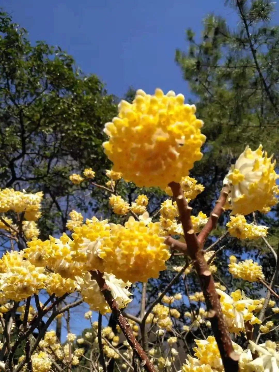 每日花语结香花的花语1 喜结连枝结香花的花语是喜结连枝 在我国结香花树又被称为爱情树 很多人相信在结香花树枝上打两个同向