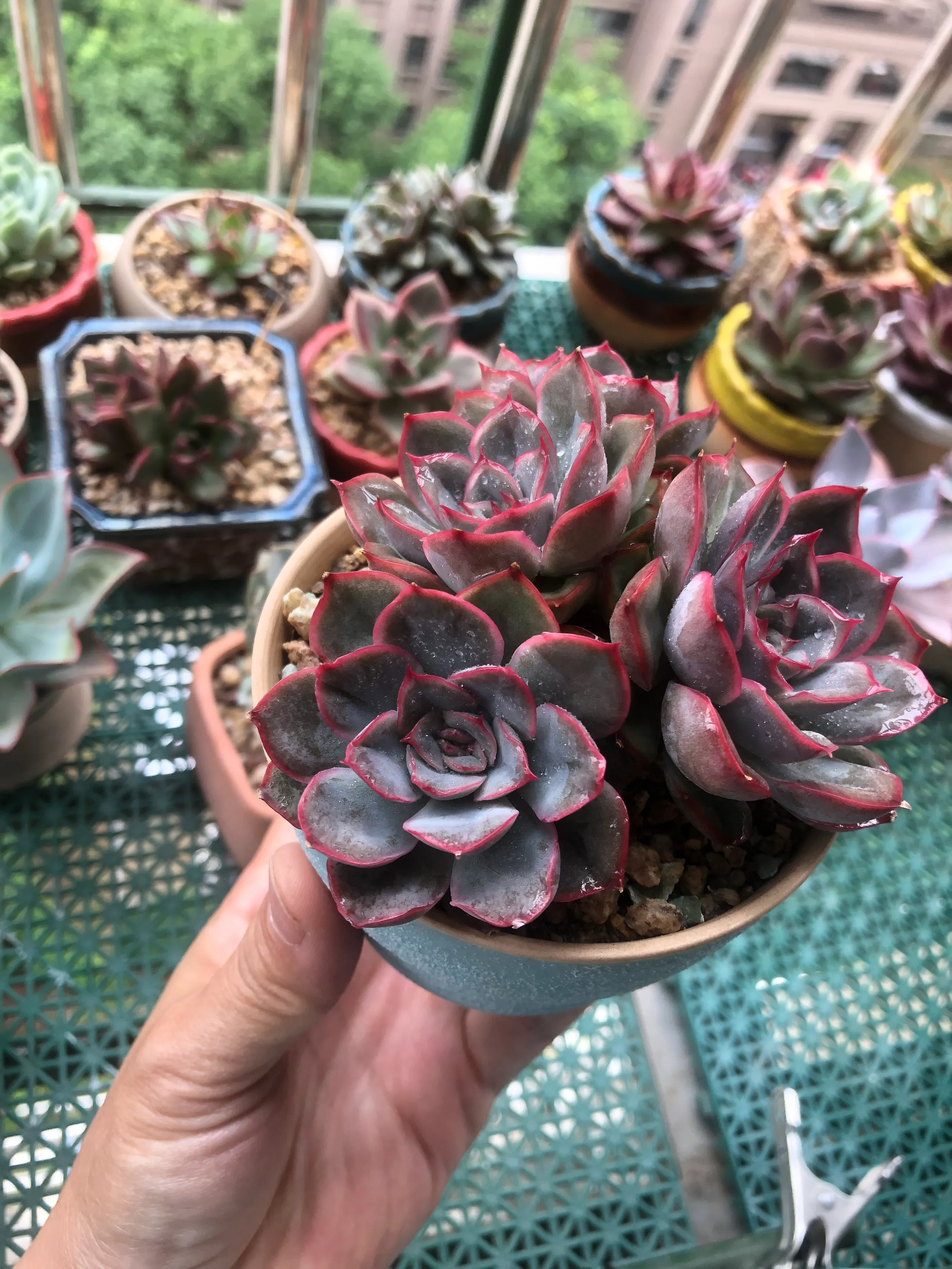 暗冰菲欧娜猎户座这几款肉必须养啊 夏季月影退成菜色后 她们还能给你的肉园 增添一抹梦幻紫 阳台多肉 头条 多肉植物 天天看点