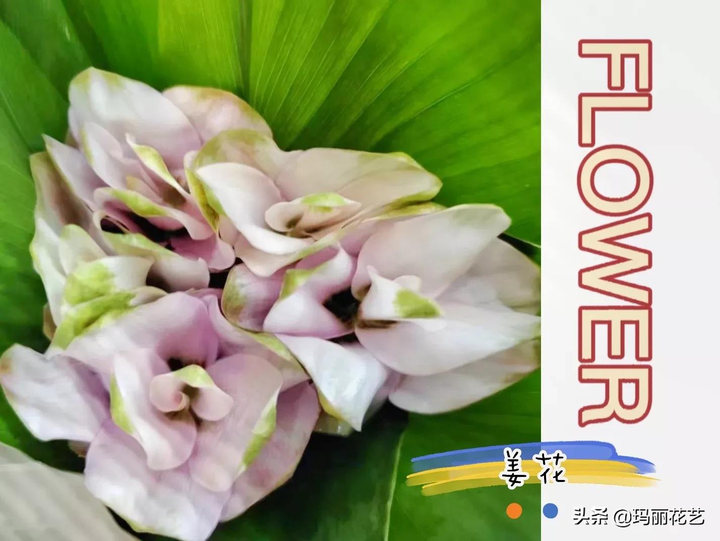 分享鲜花花材姜花图片 带淡淡的清香 不是吃的生姜的花哦 鲜切花 制作花礼的姜花 可爱 就浅过一下夏天吧 真知新坐标 天天看点