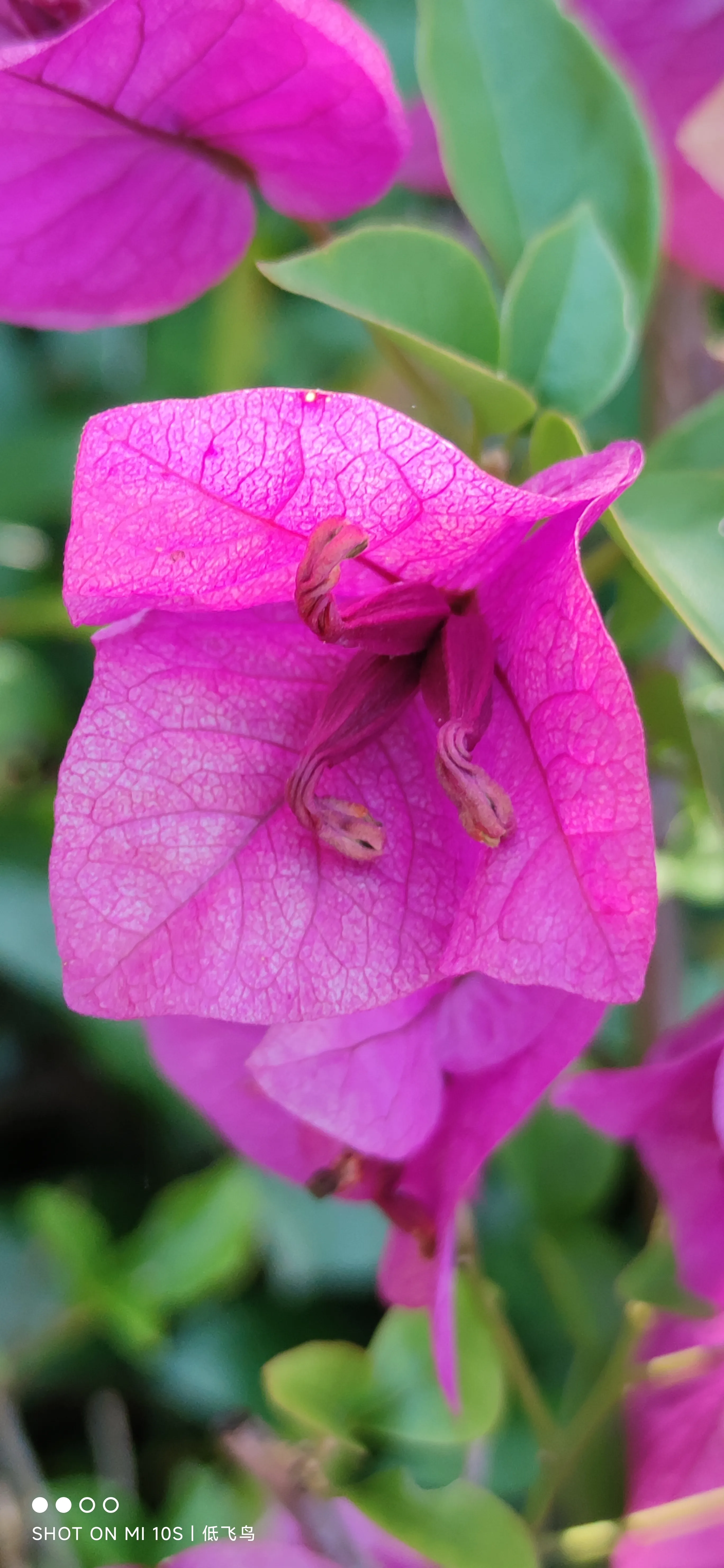 葉子花屬紫茉莉科 又名勒杜鵑 九重葛 三角花 千日紅 天天看點
