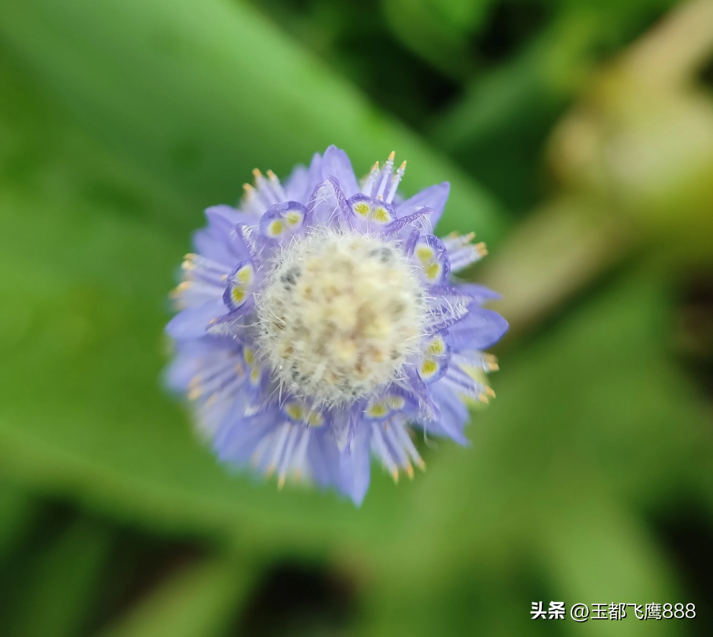 以上節約 植物 草花 アルゼンチン 草花２種完 Www Lacistitis Es