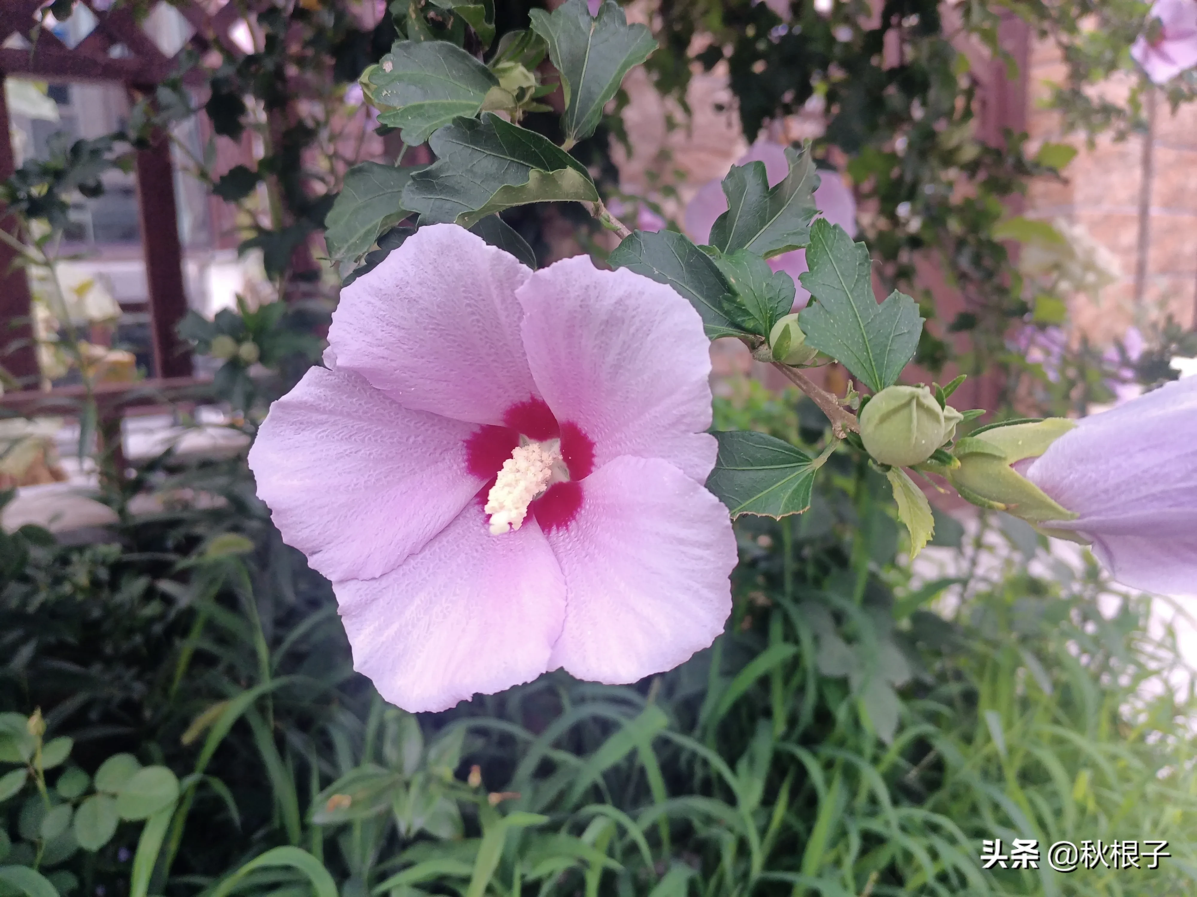 七绝木槿花木槿花开逢大暑 友人门第满庭芳 邻邦国色朝天子 华夏生为一品香 注 木槿中药名朝天子 为韩国 印尼等国国花 天天看点