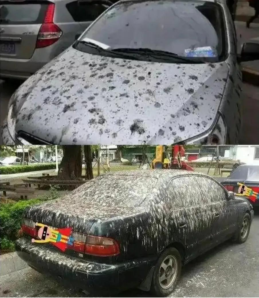 鸟##汽车#问:为什么鸟屎拉白色车上是黑色?拉黑色车上是白