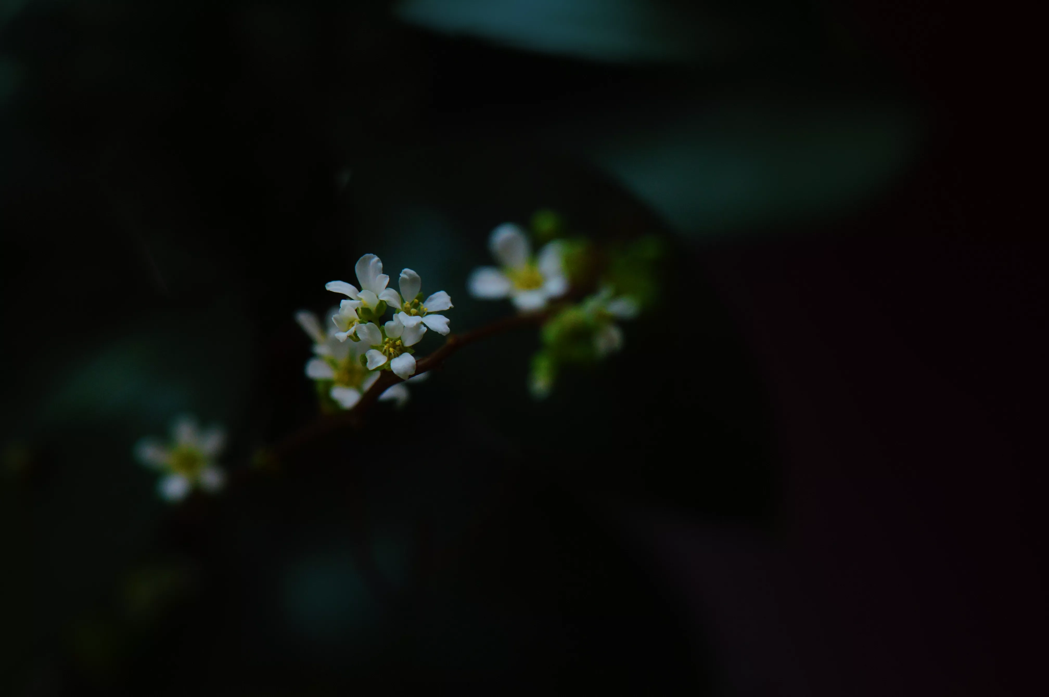 分享圖檔 春日雪柳 二小姐拍花 原創 天天看點