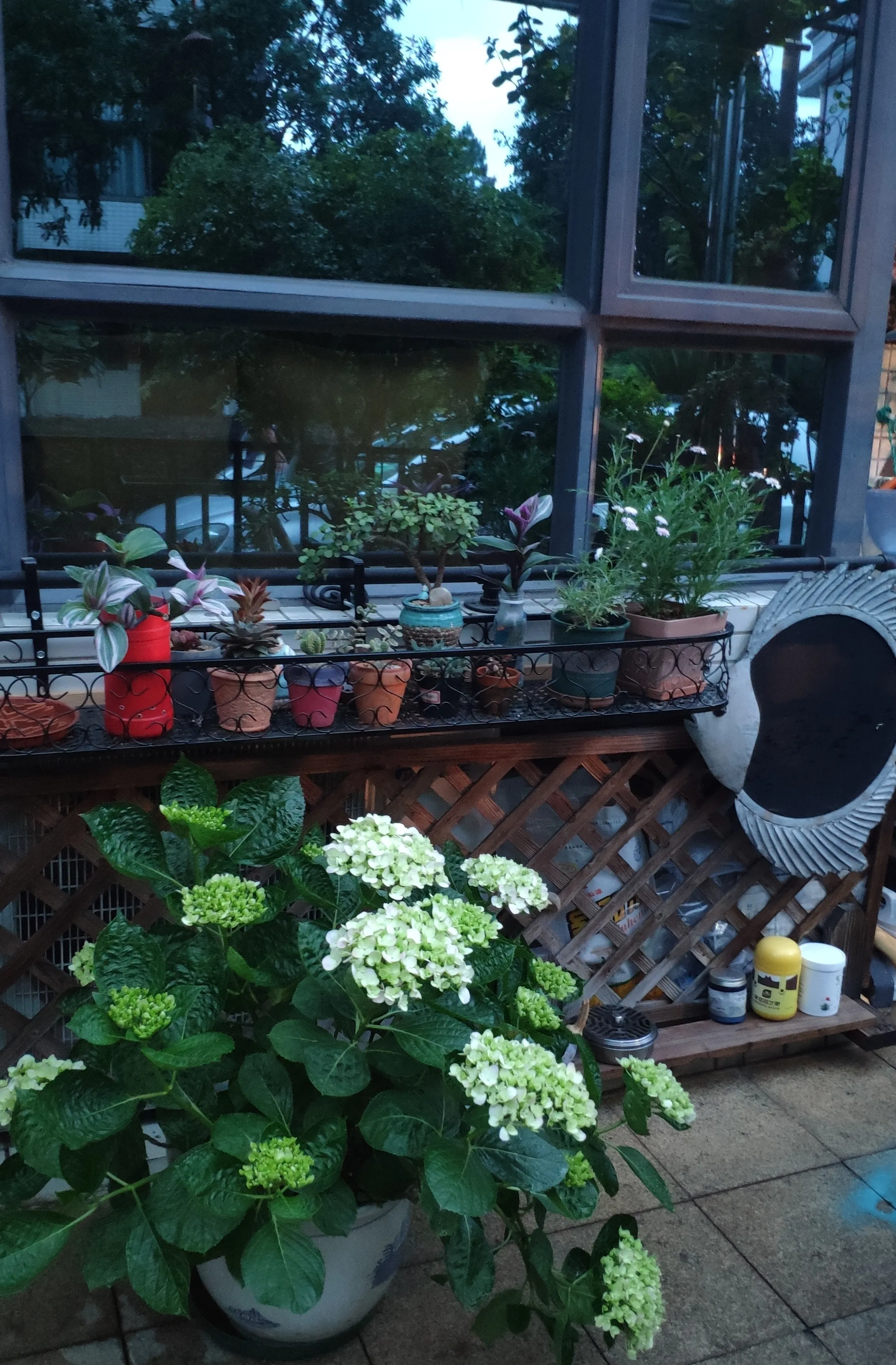 花 花园 我的草木时光 绣球花 五月夏浅春深浓绿凝脂花红争艳静坐于此方寸间感觉自己有点壕我有那么多绣球花二十盆 天天看点