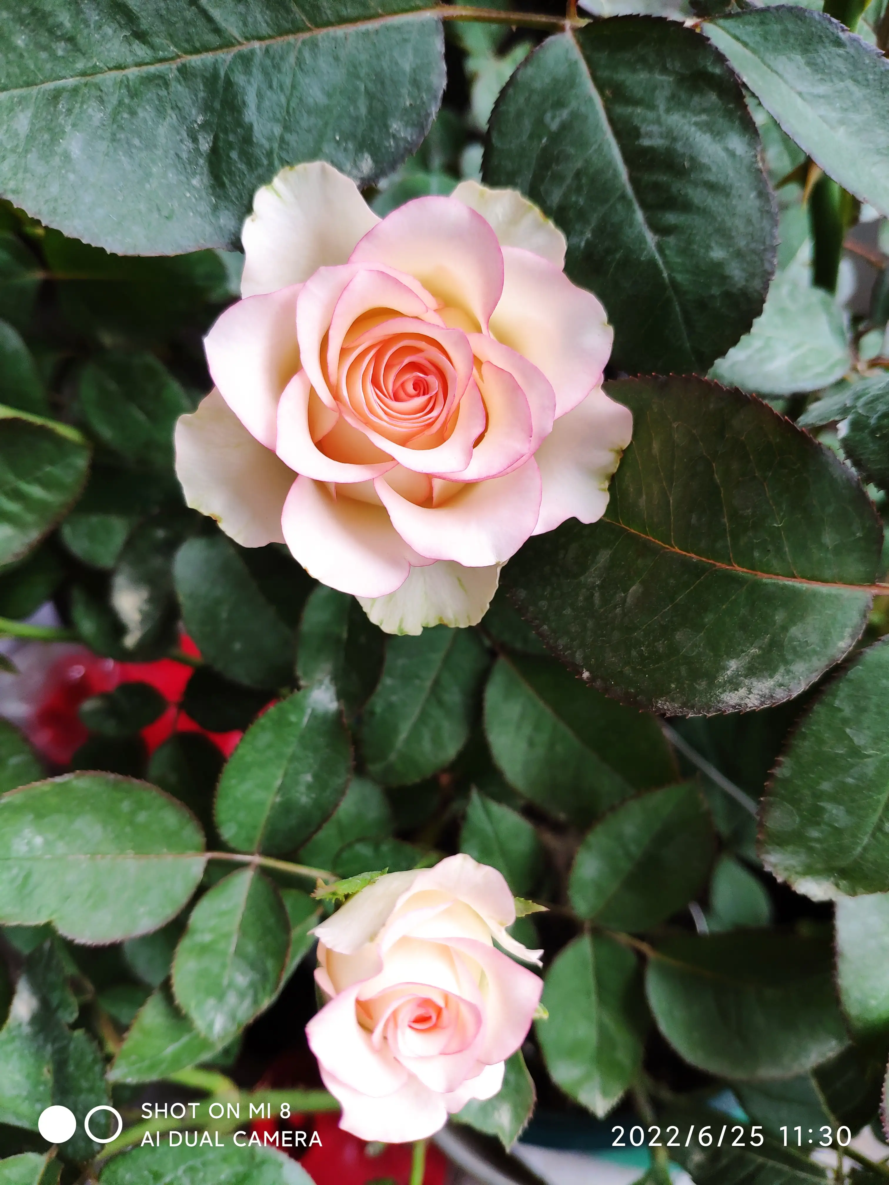 今年是第二次开花了 没有春季开的标准 夏花依然好看 这就是花店里比较畅销的玫瑰花 艾莎 其实它并不是玫瑰 而是一种切花月