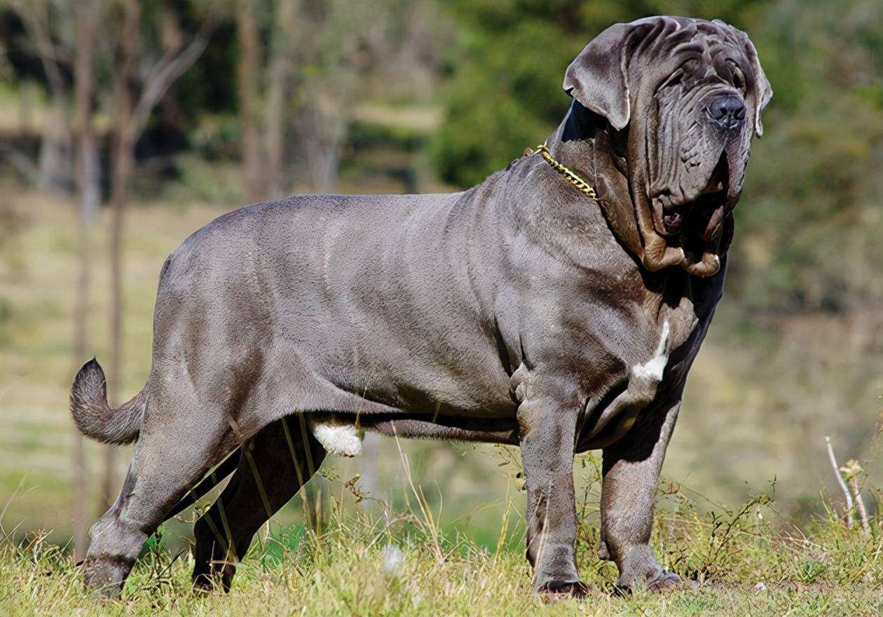 你知道世界上咬合力最強的狗是什麼嗎 下面給大家帶來咬合力最強的5種猛犬 藏獒竟無一席之地 來看下你認識幾個 第五名 波爾