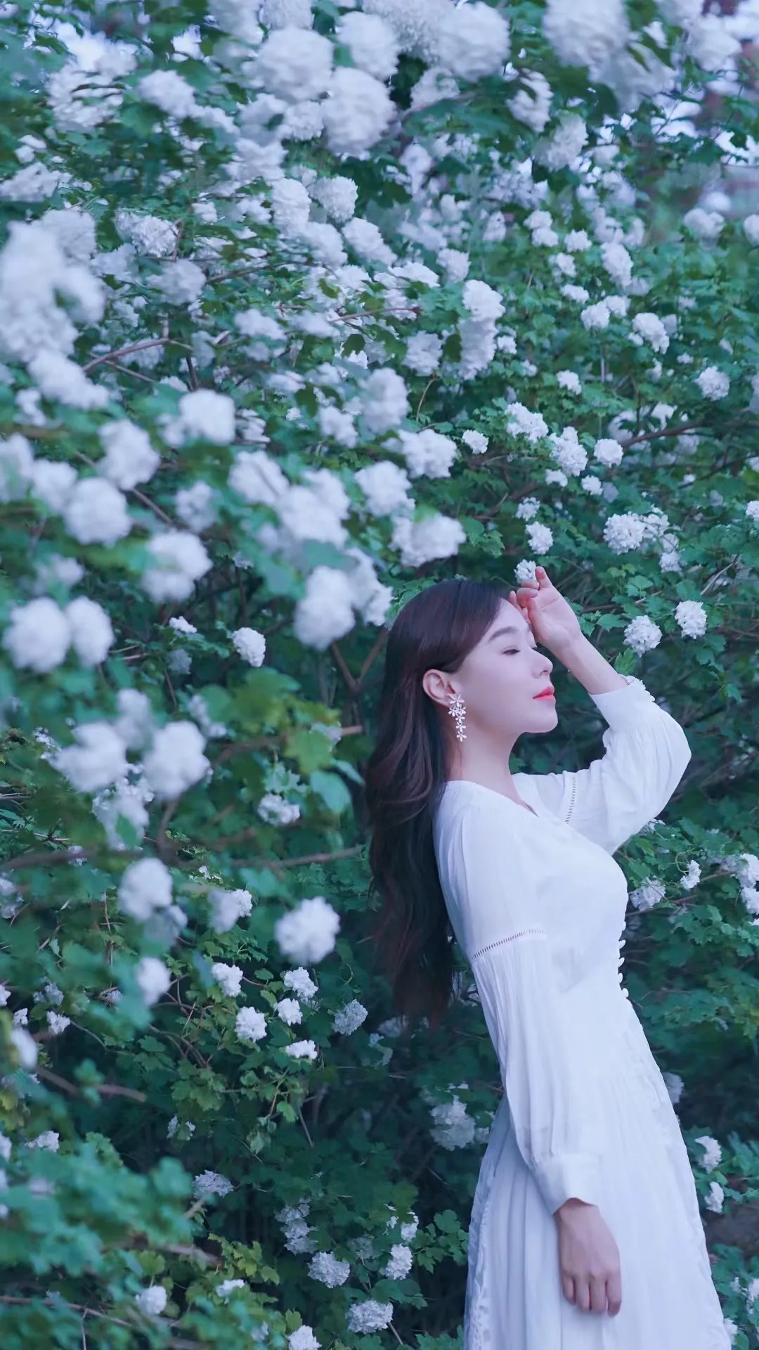 又一季的夏 正踏香而来 奥森公园 绣球花和天目琼花盛开的初夏 奥森的绣球花这几年一直倍受追捧 白的纯净 绿的静谧 的确比