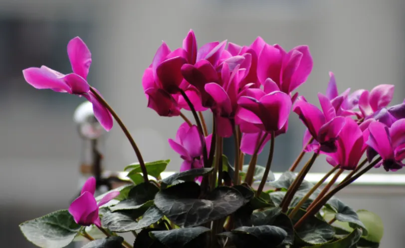 每日一花 花百科 仙客来 Cyclamenpersicummill 别名萝卜海棠 兔耳花 兔子花 一品冠 篝火花 翻 天天看点