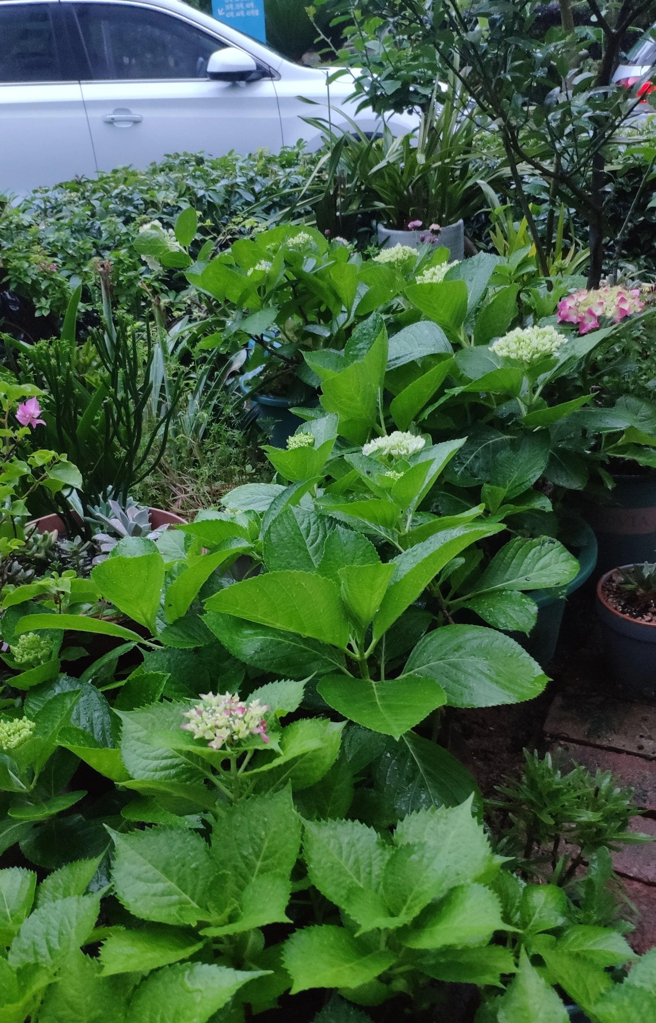 花 花园 我的草木时光 绣球花 五月夏浅春深浓绿凝脂花红争艳静坐于此方寸间感觉自己有点壕我有那么多绣球花二十盆 天天看点