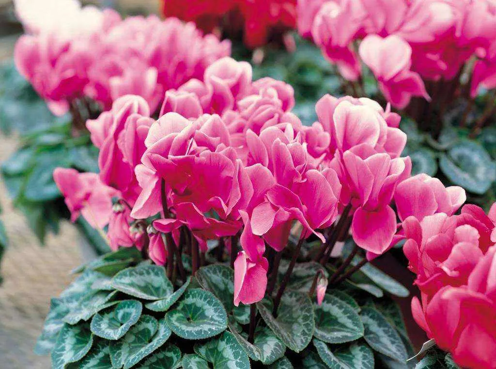 每日一花 花百科 仙客来 Cyclamenpersicummill 别名萝卜海棠 兔耳花 兔子花 一品冠 篝火花 翻 天天看点