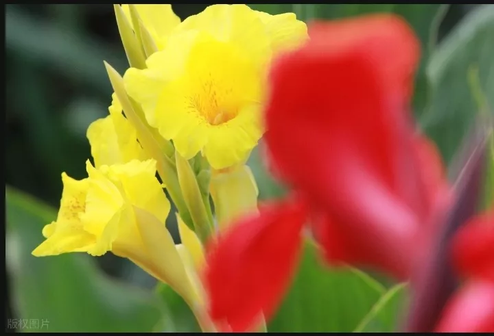 美人蕉 是一种多年生宿根草本植物 高可达1 5米 原产美洲 印度 马来半岛等热带地区 是亚热带和热带常用的观花植物 美人 天天看点