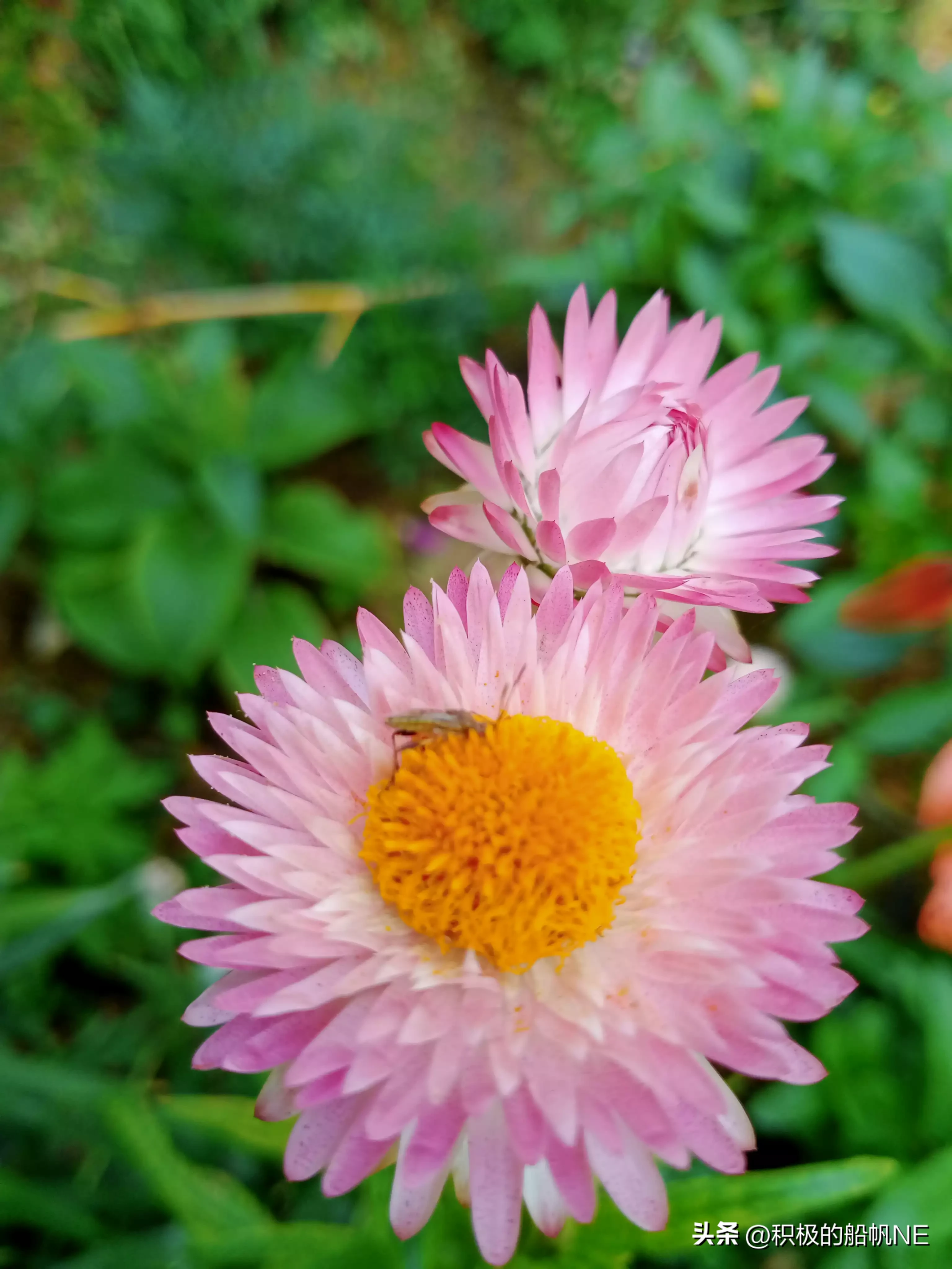 在花的世界裡 菊科是一個龐大的家族 單就我這小小的院裡截止今天就開了這麼多種叫菊的花 麥杆菊 黑心菊 金雞菊 硫磺菊 天 天天看點