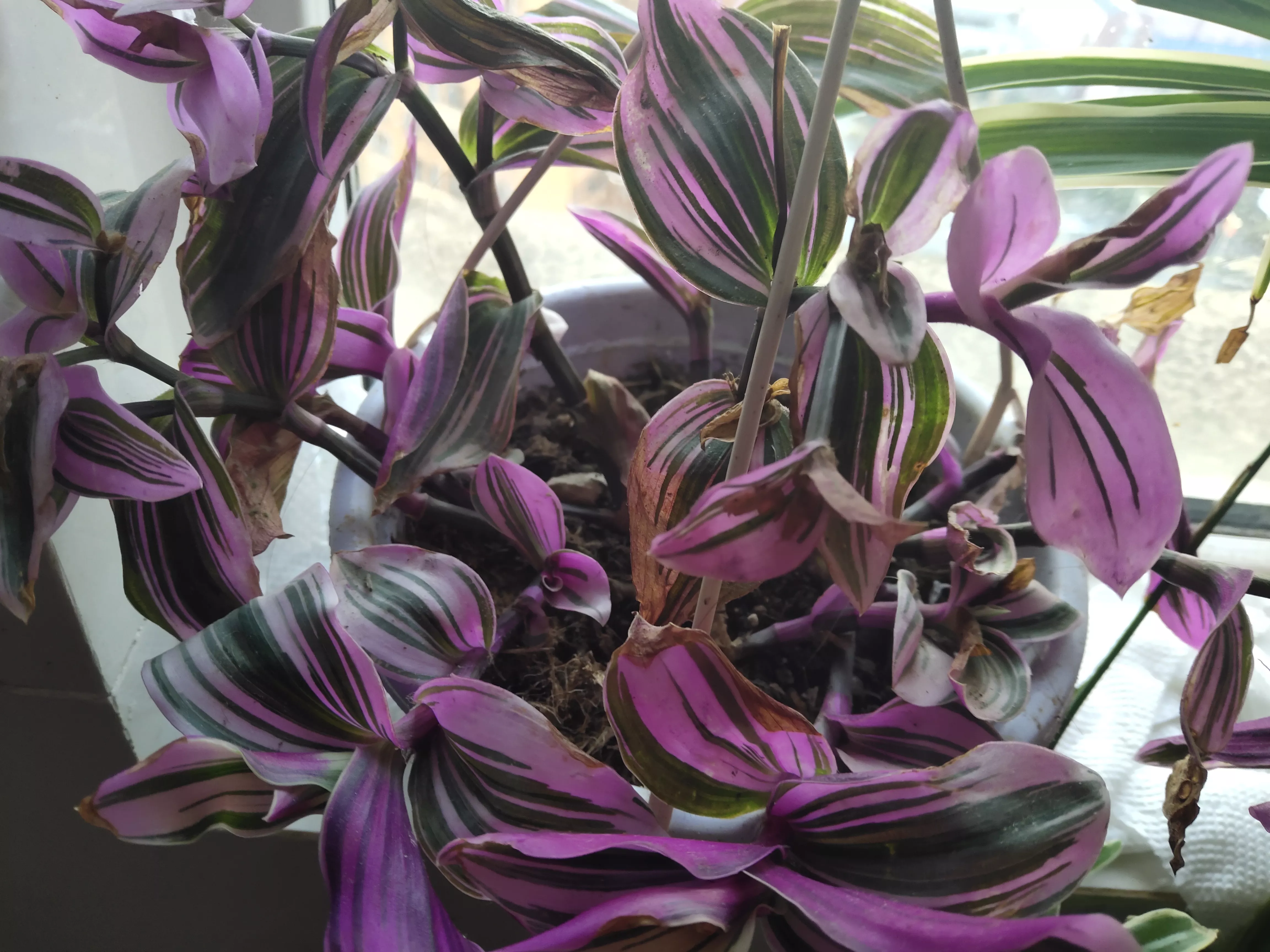 寒冷的冬天 送心 我的多肉植物 微風 居然抵抗了嚴寒 為他們鼓掌 鼓掌 好棒啊 請欣賞它的芬芳之容 贊 你好朋友 祝你愉