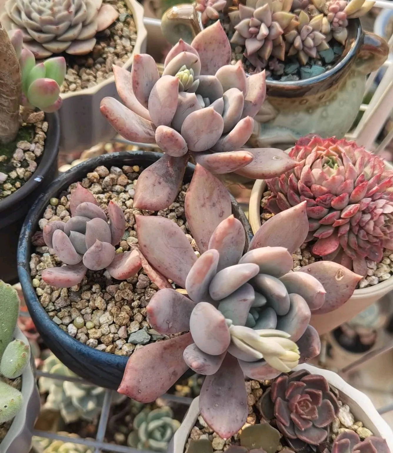 夏日多肉养护小技巧 炎炎夏日 连续的高温 分享在阳台上露养的目前状态还颜值在线的几款多肉 四十二 胖美人又叫白雪女王 天天看点