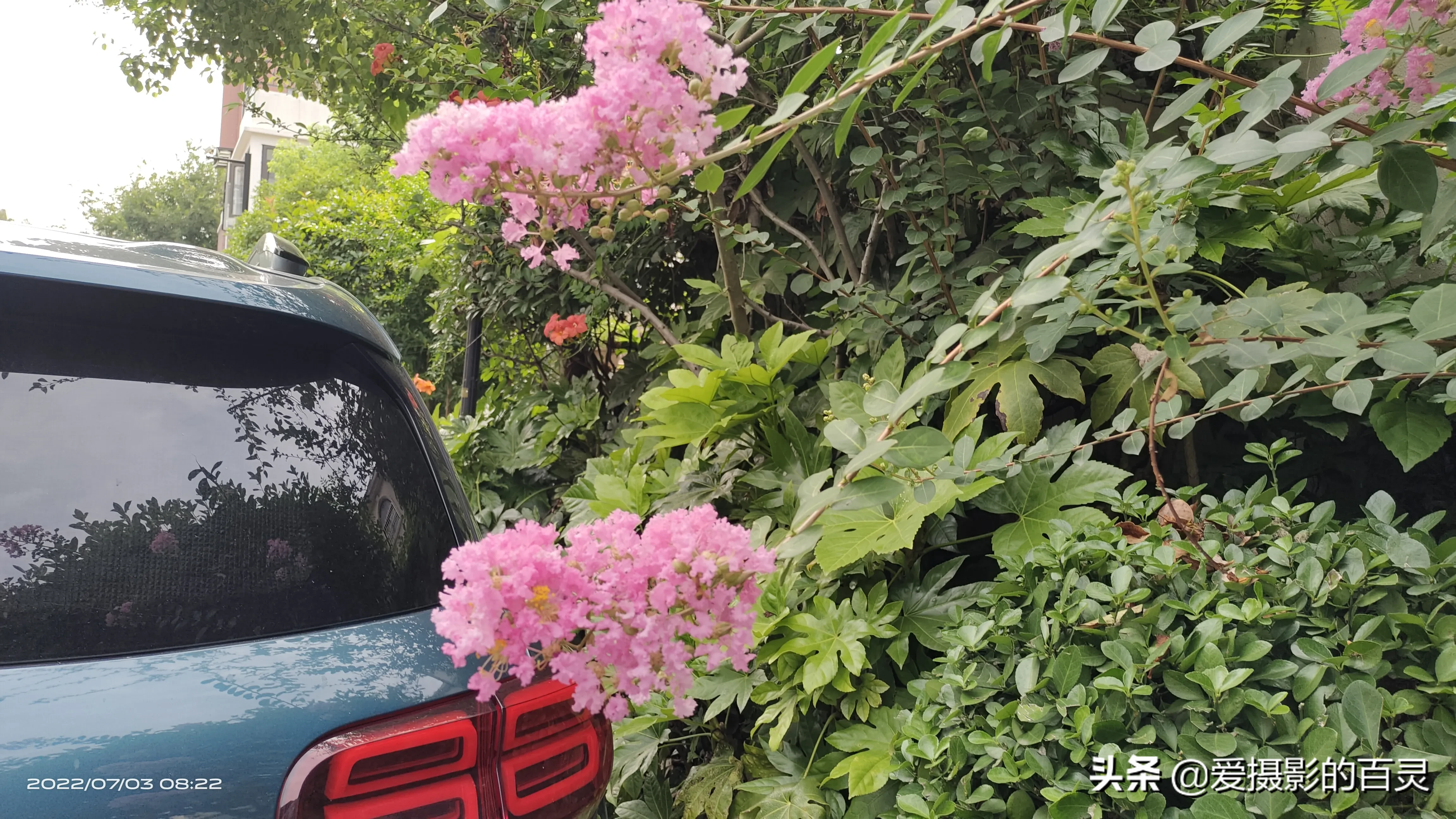 夏日賞花時刻 世人常說 人無百日好 花無千日紅 是說歲月無情 美好的東西都不會太長久 但是千日紅的花期卻很長 從春夏陸