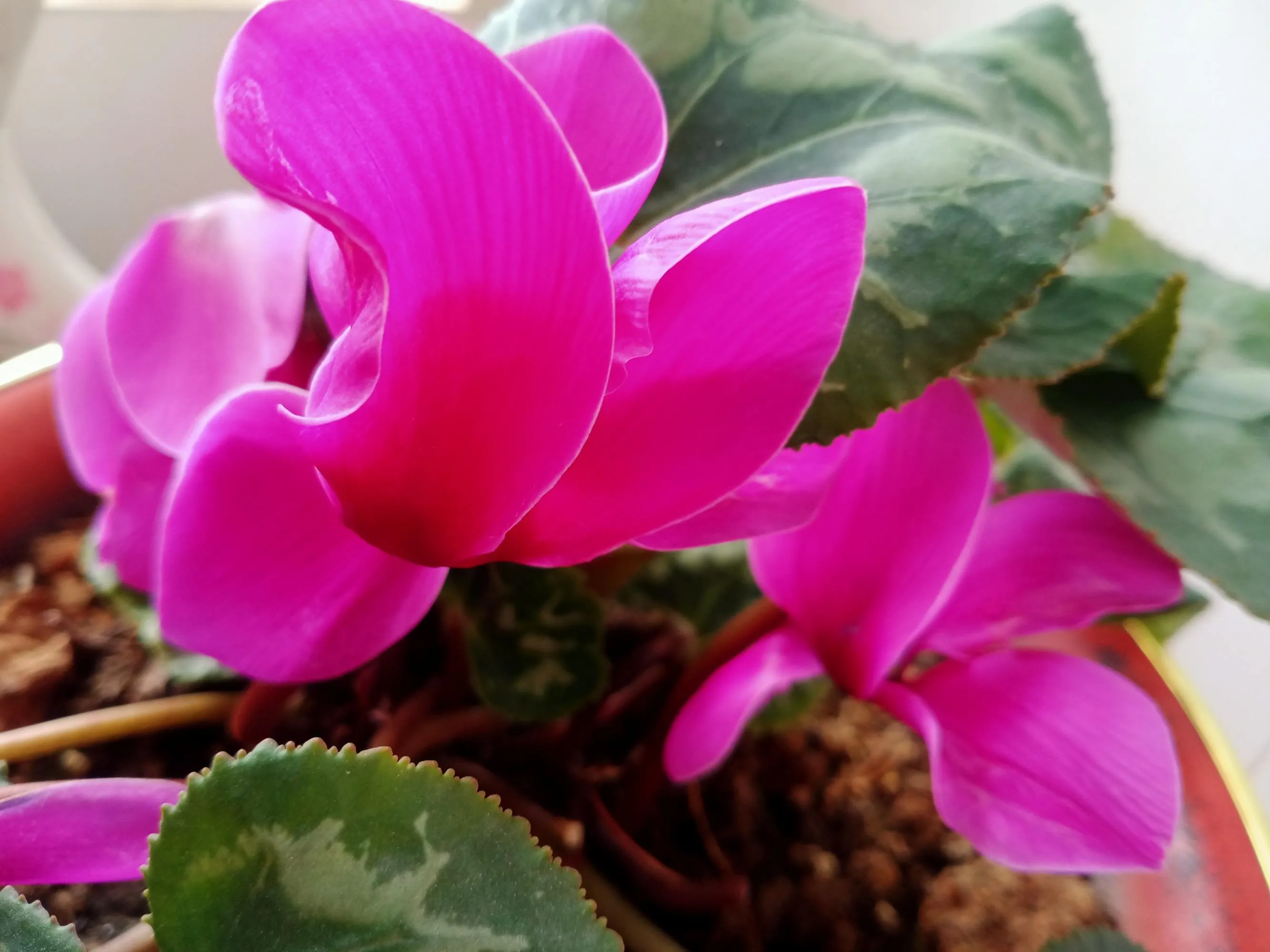 每日一花 花百科 仙客来 Cyclamenpersicummill 别名萝卜海棠 兔耳花 兔子花 一品冠 篝火花 翻 天天看点