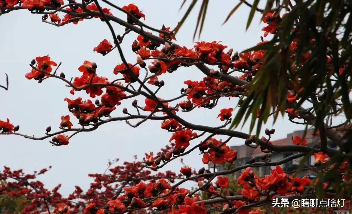 在南国木棉花盛开的季节 也就是春天来到的时候 每一次看见火红的木棉花 就会停下脚步 仔细观赏一会 对木棉花的爱 己深深镌
