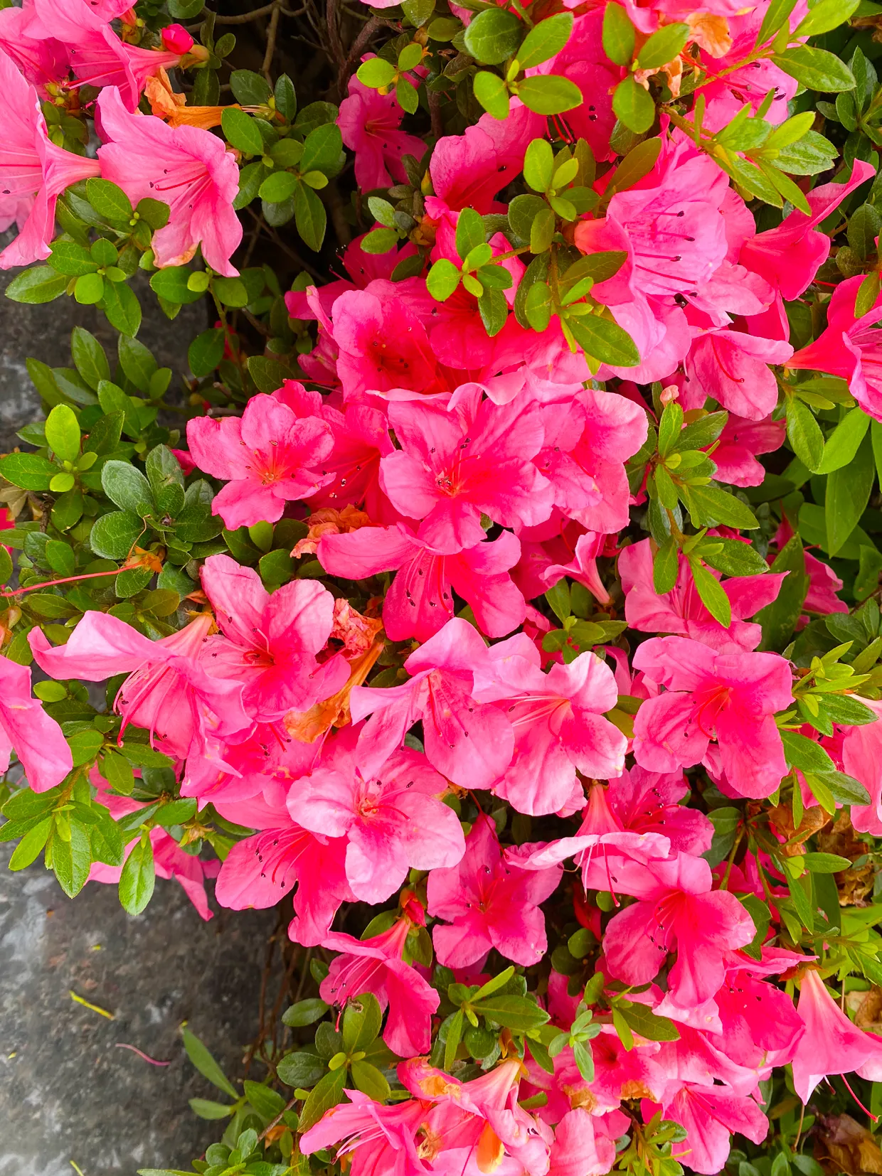 浪漫五月天 初夏时节 杜鹃花还在盛开 鲜艳夺目 红色浪漫 初夏时节的杜鹃花和春天的不一样 花朵变小了 颜色变紫红色了 天天看点