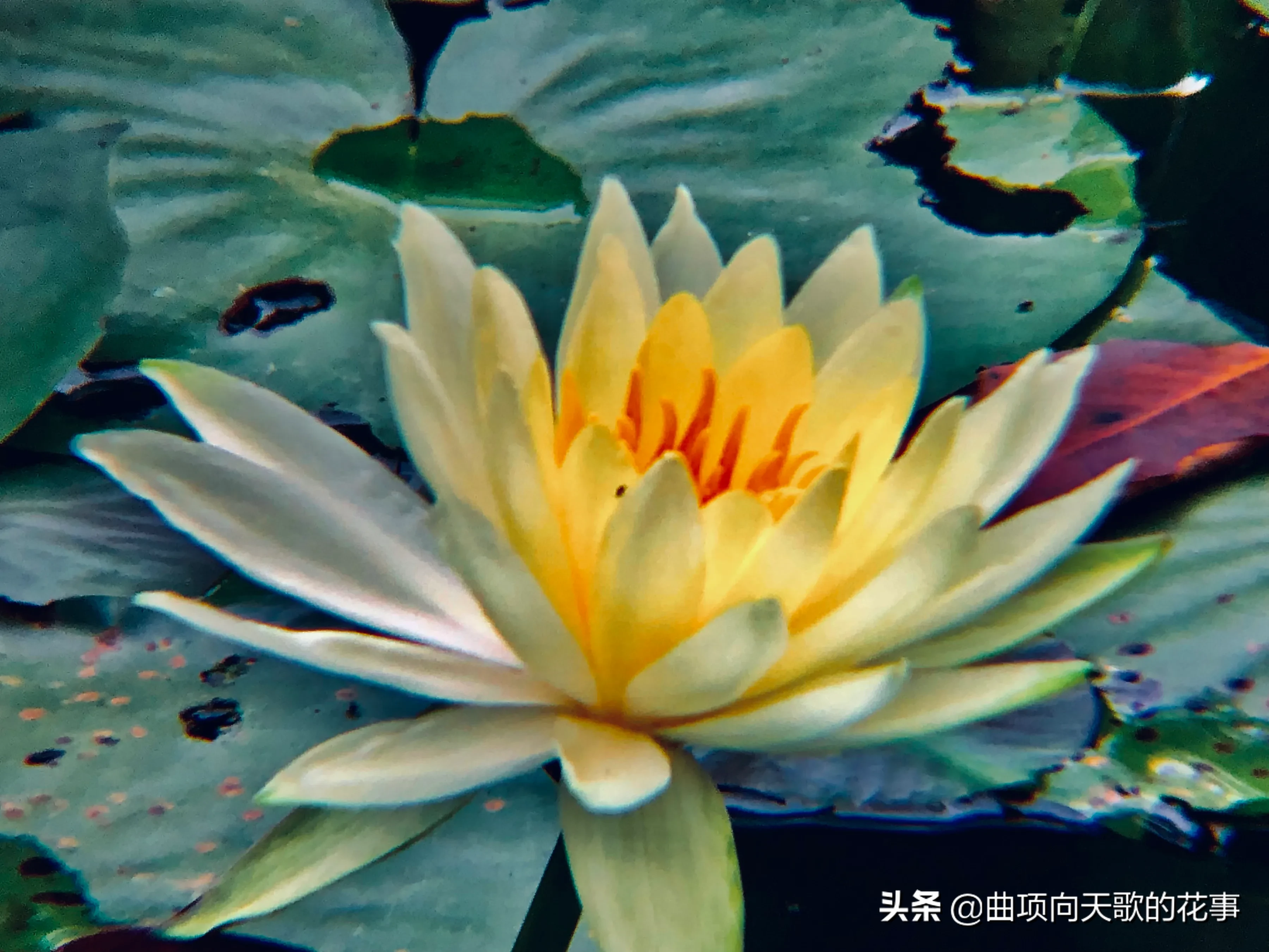 曲项向天歌的花事 22每日一花 第193朵 睡莲 别称 水浮莲 子午莲翠叶圆圆浮水面 缤纷睡莲出叶间 水中女神花