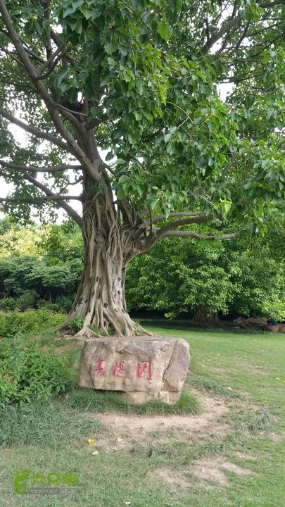 菩提樹一花一世界 一葉一如來 一樹一菩提 一念一聖潔 禅房花木深 山光悅鳥性 沉默菩提樹 清靜菩提心 天天看點