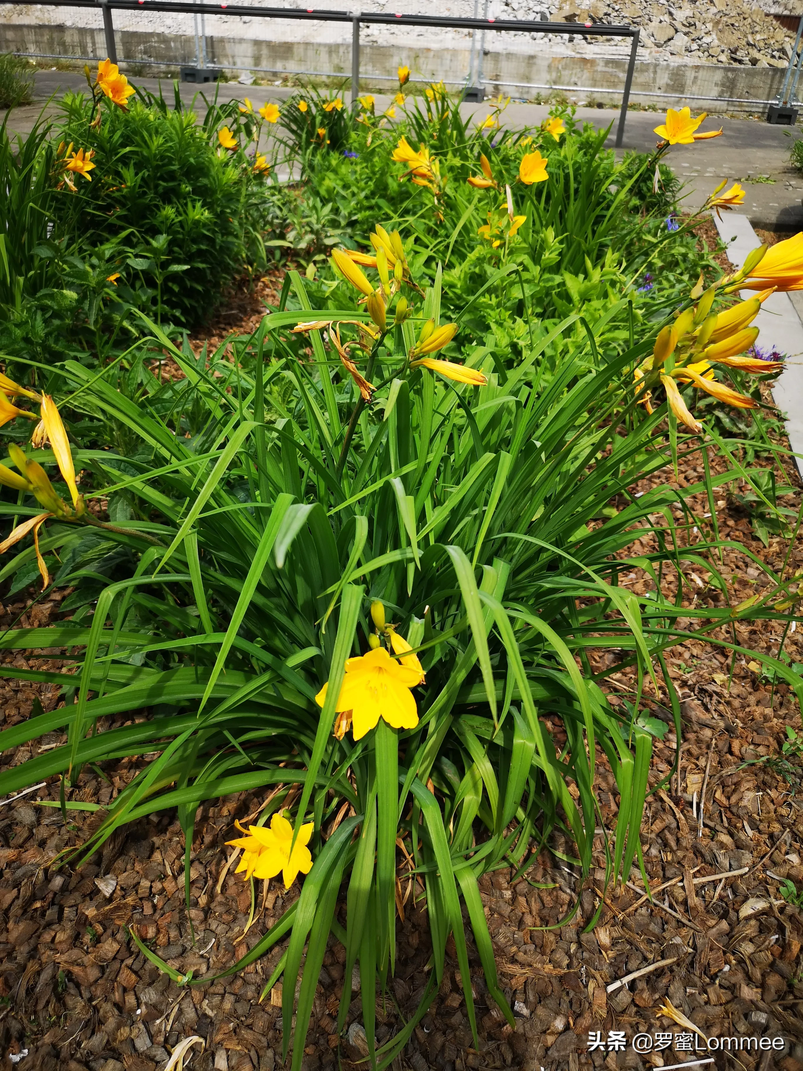 母亲草 萱草 百合科萱草属多年生宿根草本植物 萱草与黄花菜与黄花菜是 近亲 但不能食用 秋水仙碱含量极高 即使经过高温