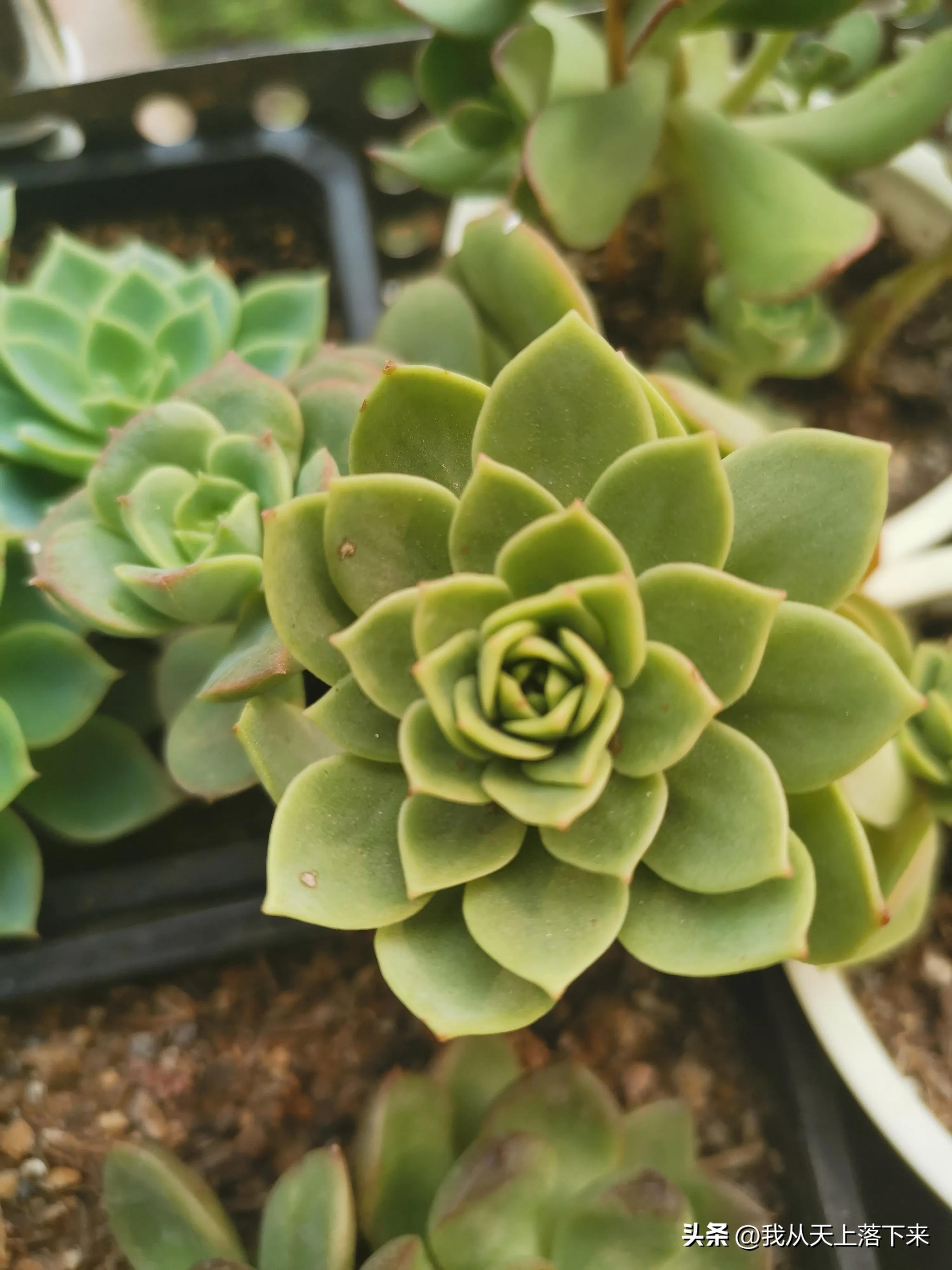 我的養花小日常 多肉植物 美美的 綠薔薇 吉娃娃 粉口紅 三色堇 桃美人 五瓣梅播種苗 小仙人球 生石花 天氣炎熱 這 天天看點