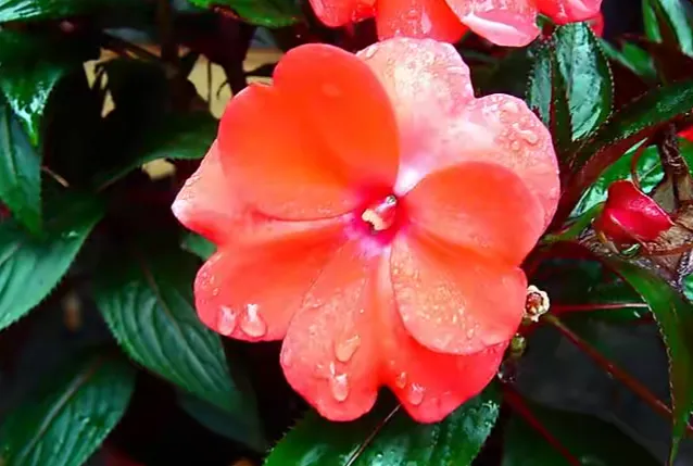 新幾内亞鳳仙花又名五彩鳳仙 四季鳳仙 進口鳳仙原産于非洲熱帶山地色彩豔麗美不勝收 天天看點