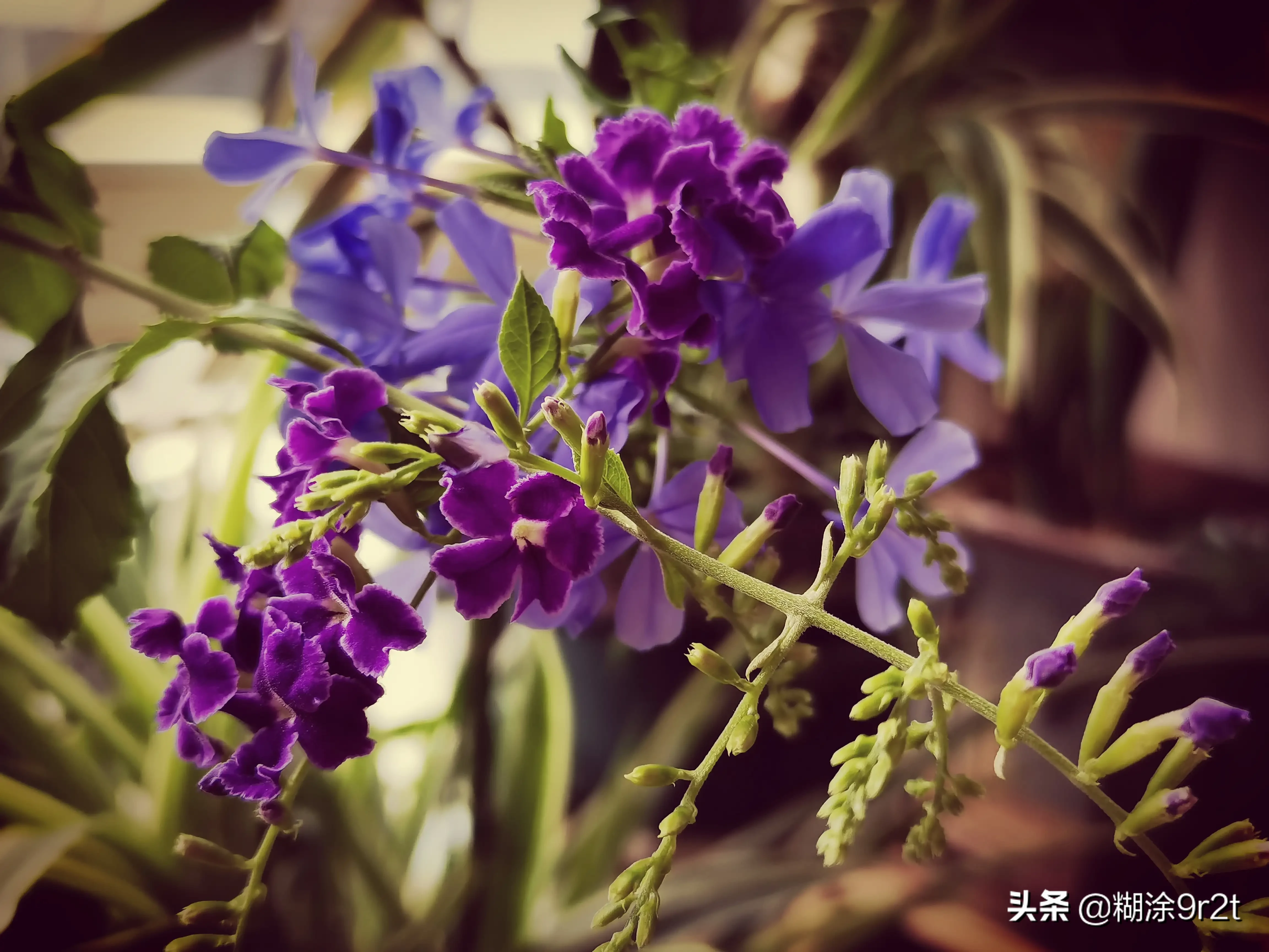 晒晒我养的花花草草 阳台一角 以前无花可看 现在几乎花开不断 除了三角梅这叶子花花开不断外 蓝雪和蕾丝金露也是不服输的