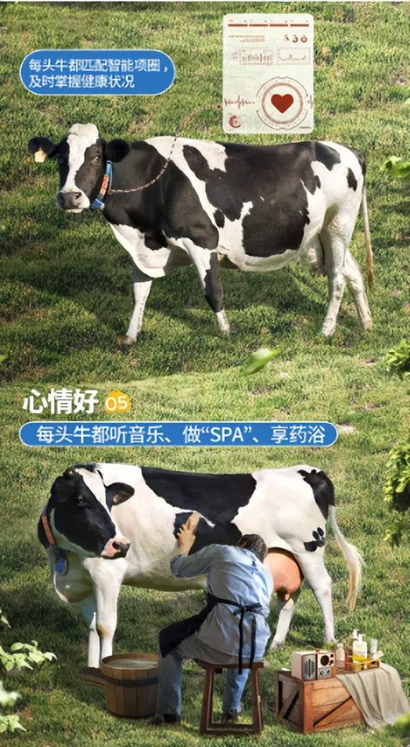 认养一头牛，给国产牛奶再捅一刀……-锋巢网
