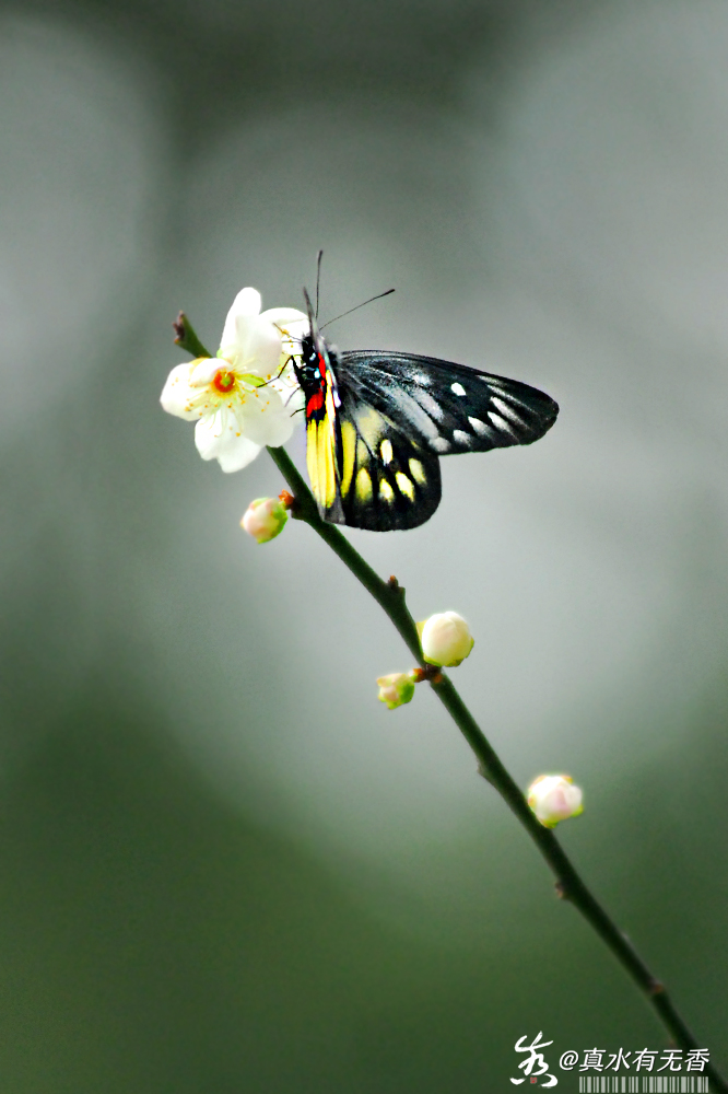 心动的瞬间 一剪梅 寻梅一剪梅香印雪痕蜂也消魂 蝶也消魂相思无伴不争春梅自清纯 雪自清纯闲寻花魁梦余温傲让三分 俏让三