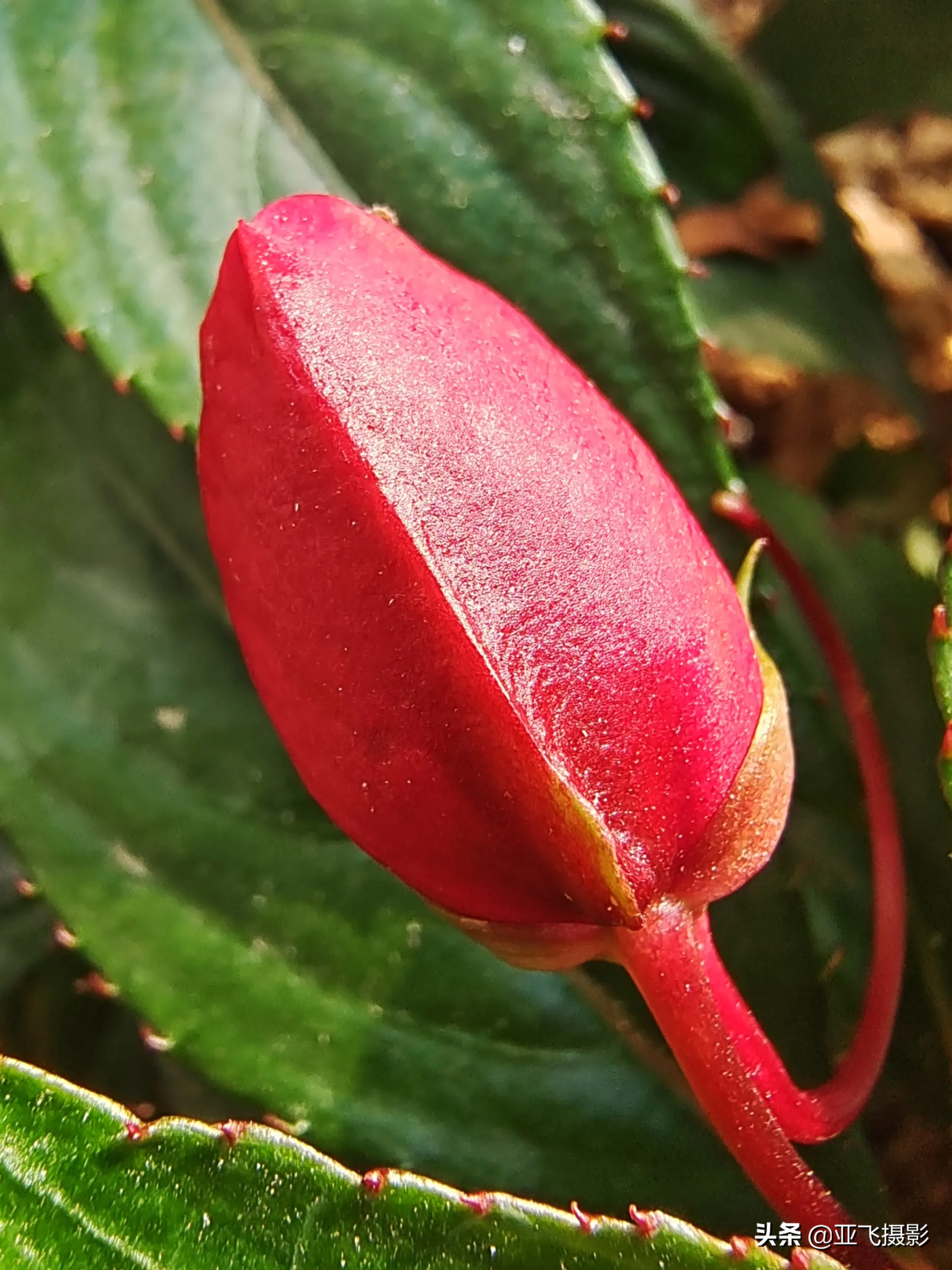分享圖檔 新幾内亞鳳仙花在小區拍的新幾内亞鳳仙花 挺漂亮 分享給朋友們 請欣賞 天天看點