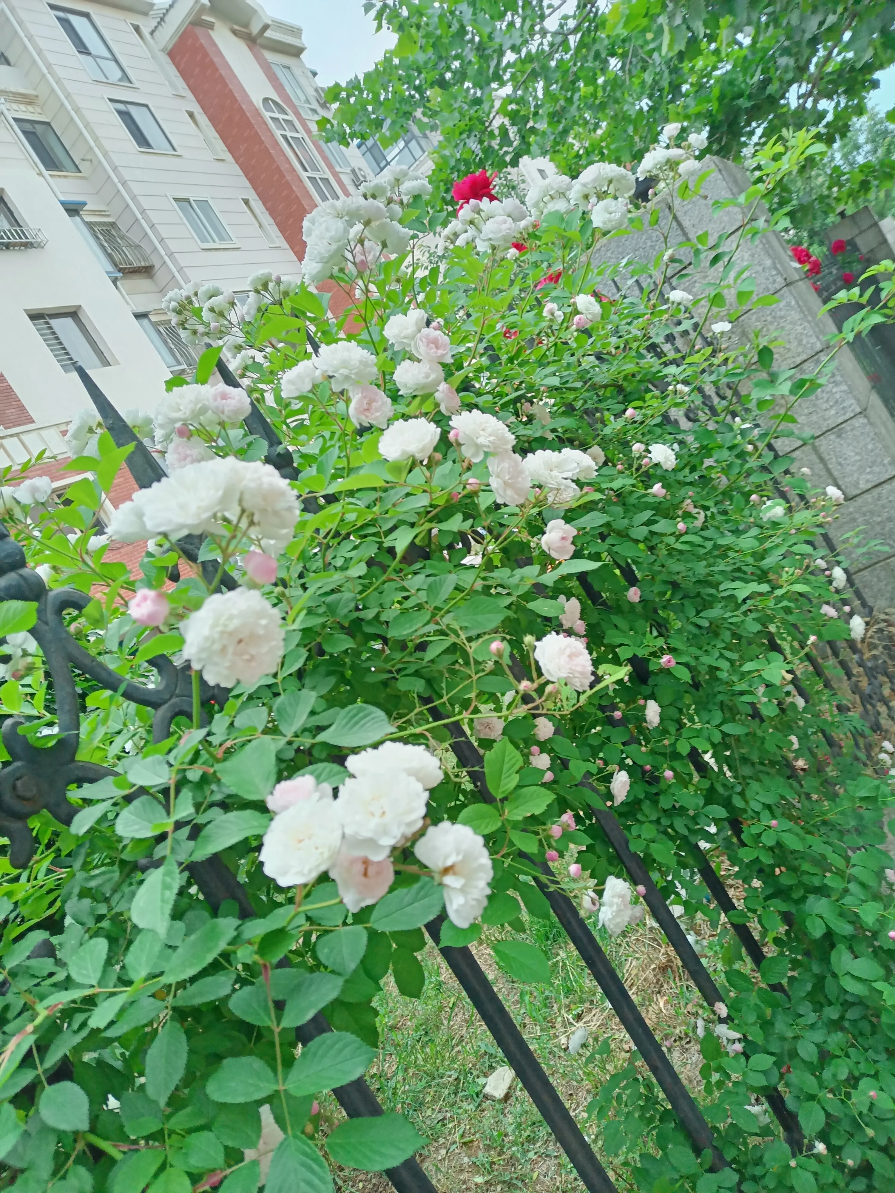 6月7日晨跑見白色薔薇花文 阿力 天天都好朵朵薔薇花 潔白似哈達 傲立栅欄上 芳 香滿天下 天天看點