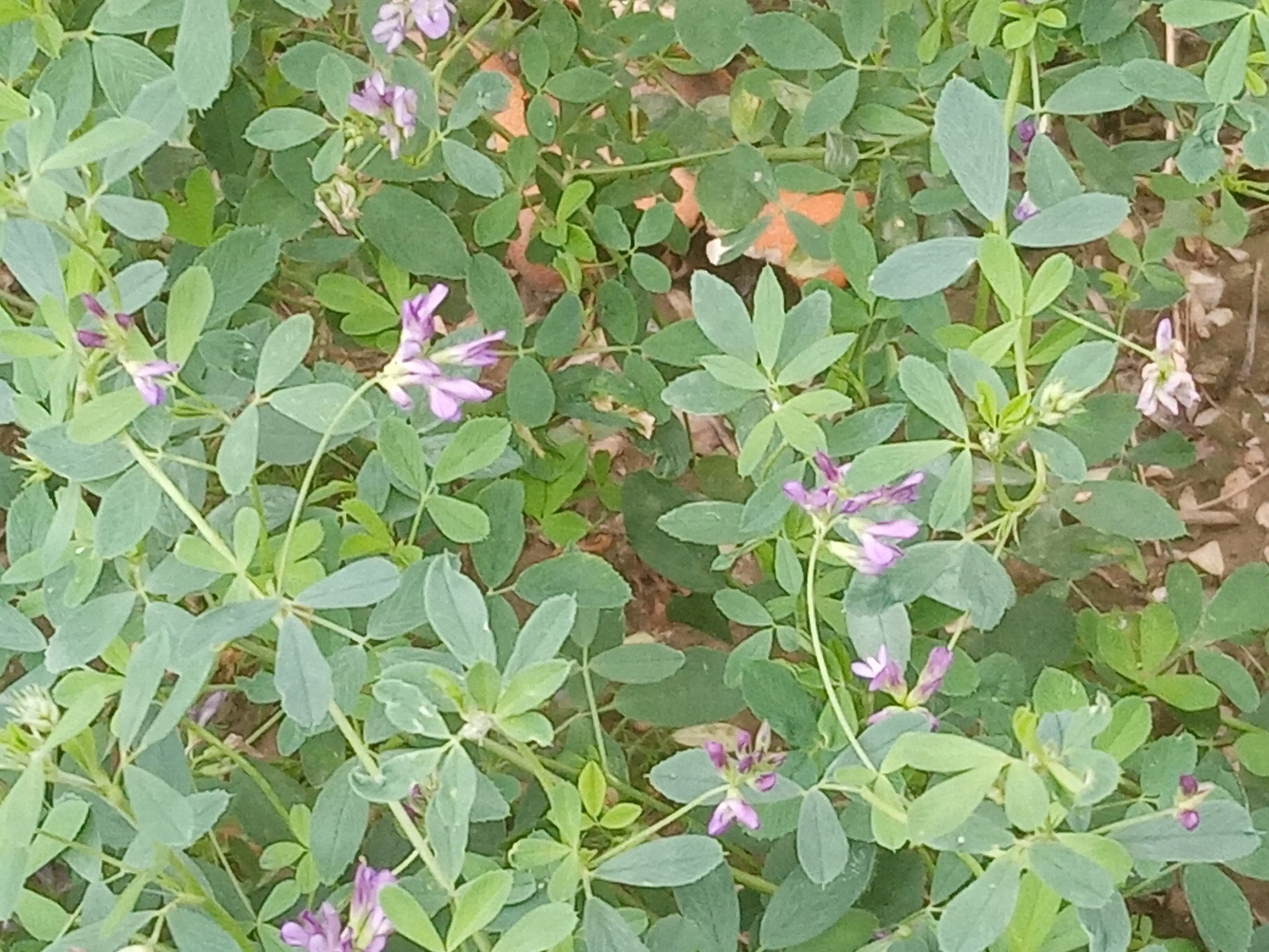夏日赏花时刻 紫花苜蓿苜蓿开花了 小小的紫色花 星星点点的散布在变老的枝叶之间 苜蓿在这个时候不再鲜嫩多汁 美味可口了