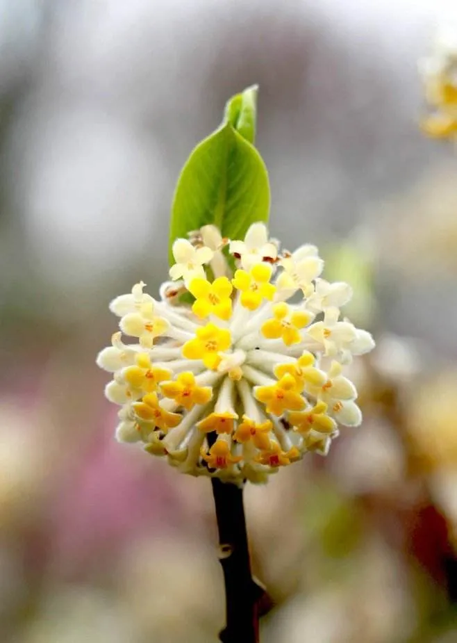 每日花语结香花的花语1 喜结连枝结香花的花语是喜结连枝 在我国结香花树又被称为爱情树 很多人相信在结香花树枝上打两个同向