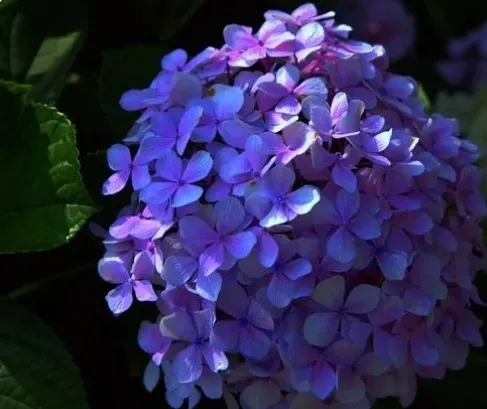 夏日賞花 繡球花 又名木繡球 八仙花 紫陽花 繡球莢蒾 粉團花 屬虎耳草科八仙花屬 落葉灌木或小喬木 葉對生 卵形至卵