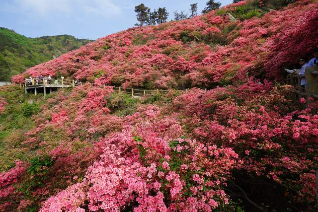 武汉春游踏青，黄陂云雾山赏杜鹃花海，登709米武汉之巅玻璃栈道