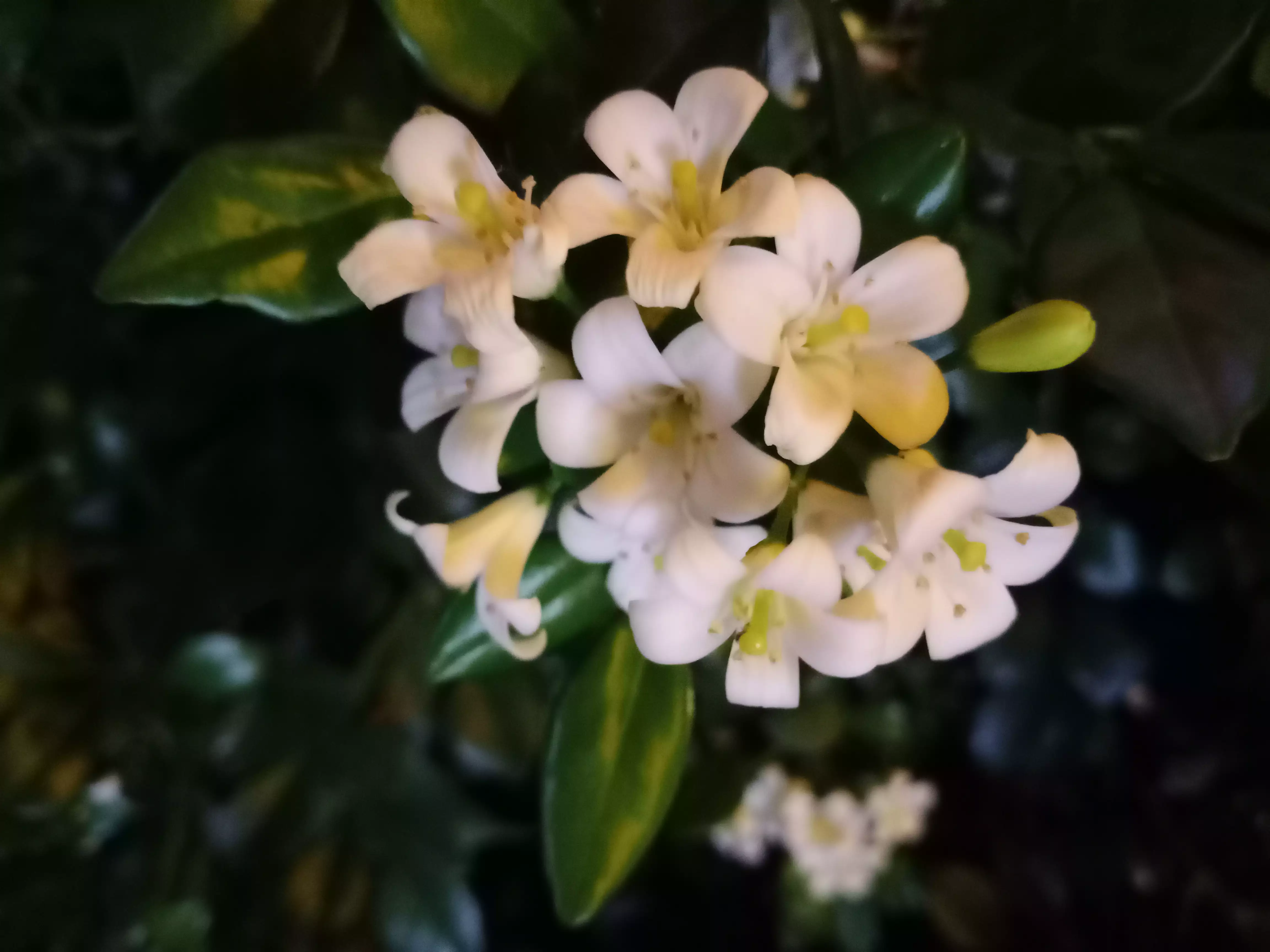 夜来香 花小雪白不显眼 袅娜娉婷朴恬静 若非风吹暗香来 哪能发现夜来香 天天看点