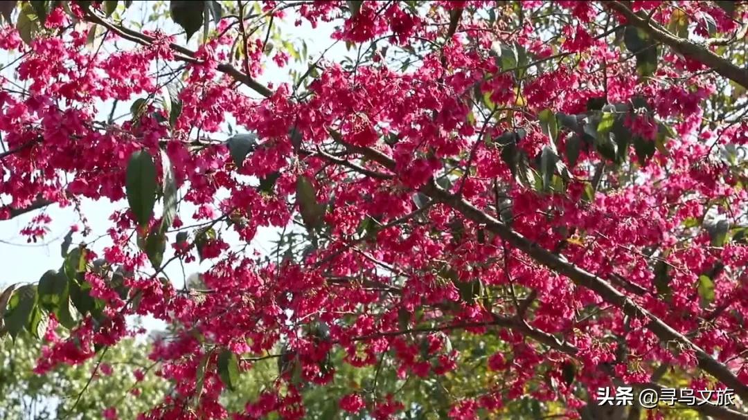 尋烏櫻花開了 在江西尋烏縣黃崗山公園和濱河公園 朵朵櫻花競相開放 在藍天白雲的襯映下 美不勝收 春風沉醉 一夜花海 萬紫