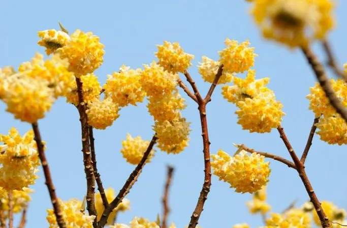 每日花语结香花的花语1 喜结连枝结香花的花语是喜结连枝 在我国结香花树又被称为爱情树 很多人相信在结香花树枝上打两个同向