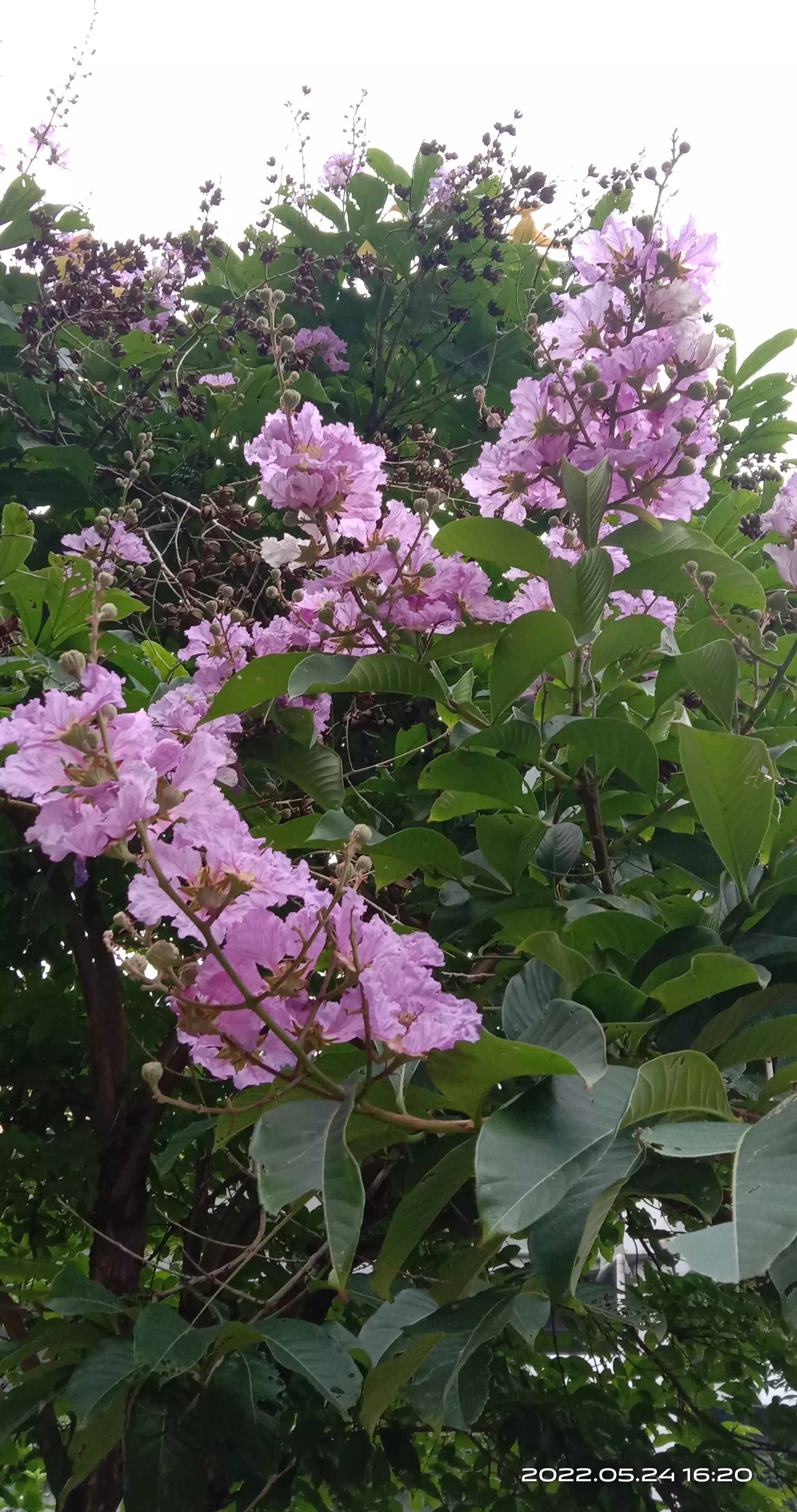 翻开我的生活日记 夏日花花大合集 夏日赏花时刻 我不爱宠物 爱绿植花卉 我不爱热闹 爱清静孤独 我不爱肉食 爰蔬菜